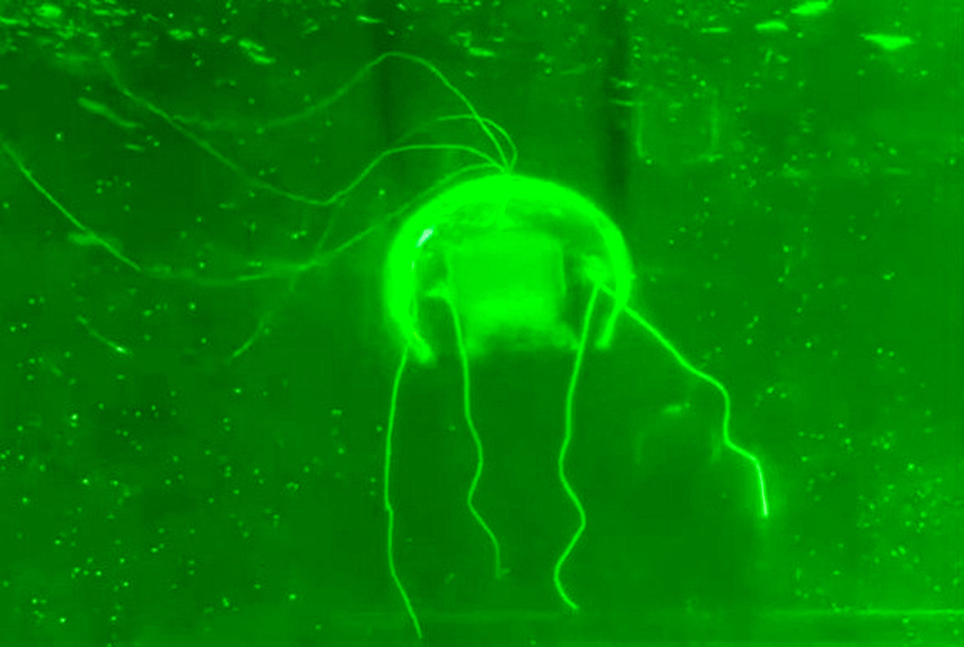 A research team from Northwestern Polytechnical University has successfully developed a fully transparent, jellyfish-shaped bionic robot. Photo: Handout