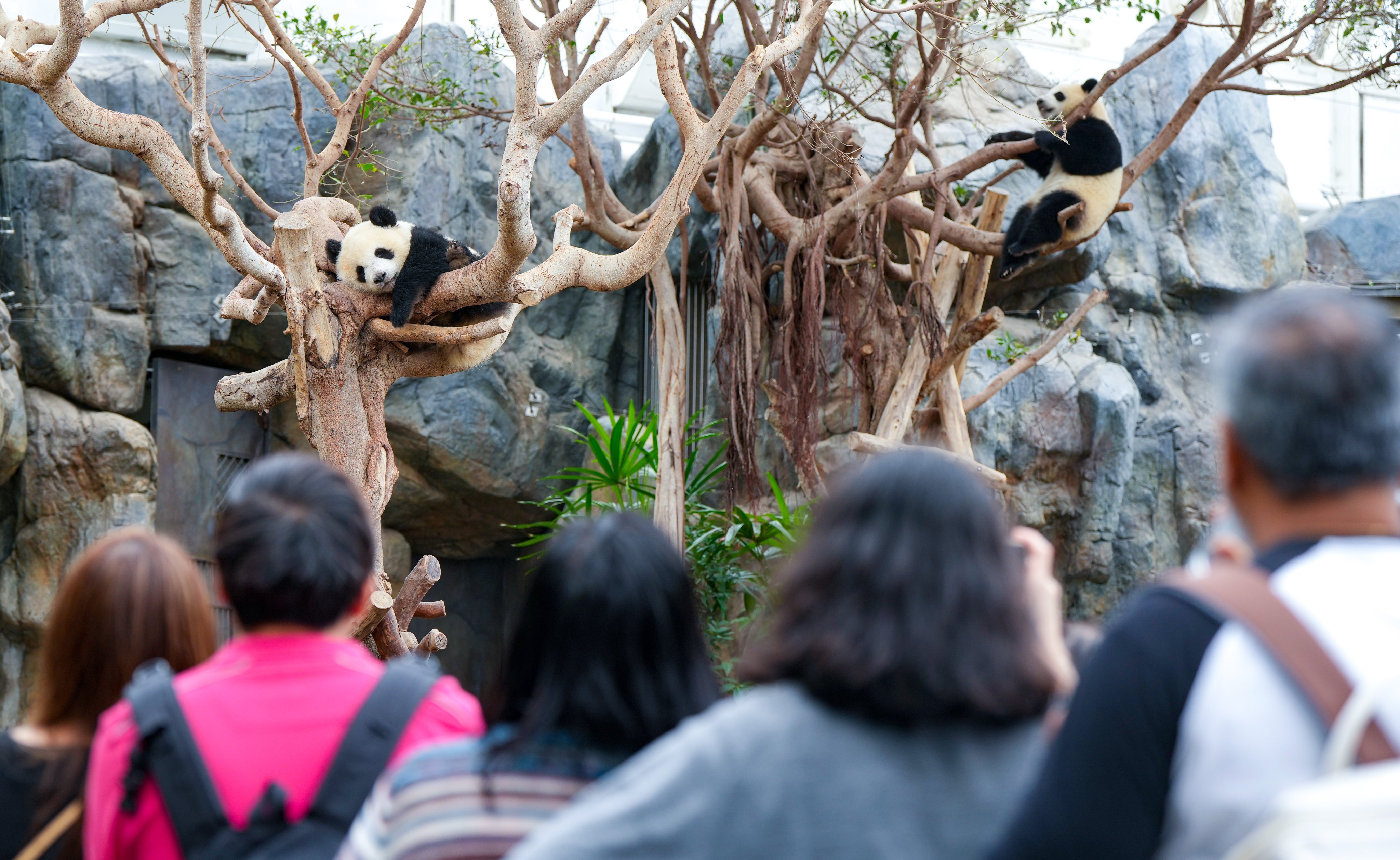 Visitors look at giant pandas Jia Jia (left) and De De at Ocean Park on October 22. Photo: Sam Tsang