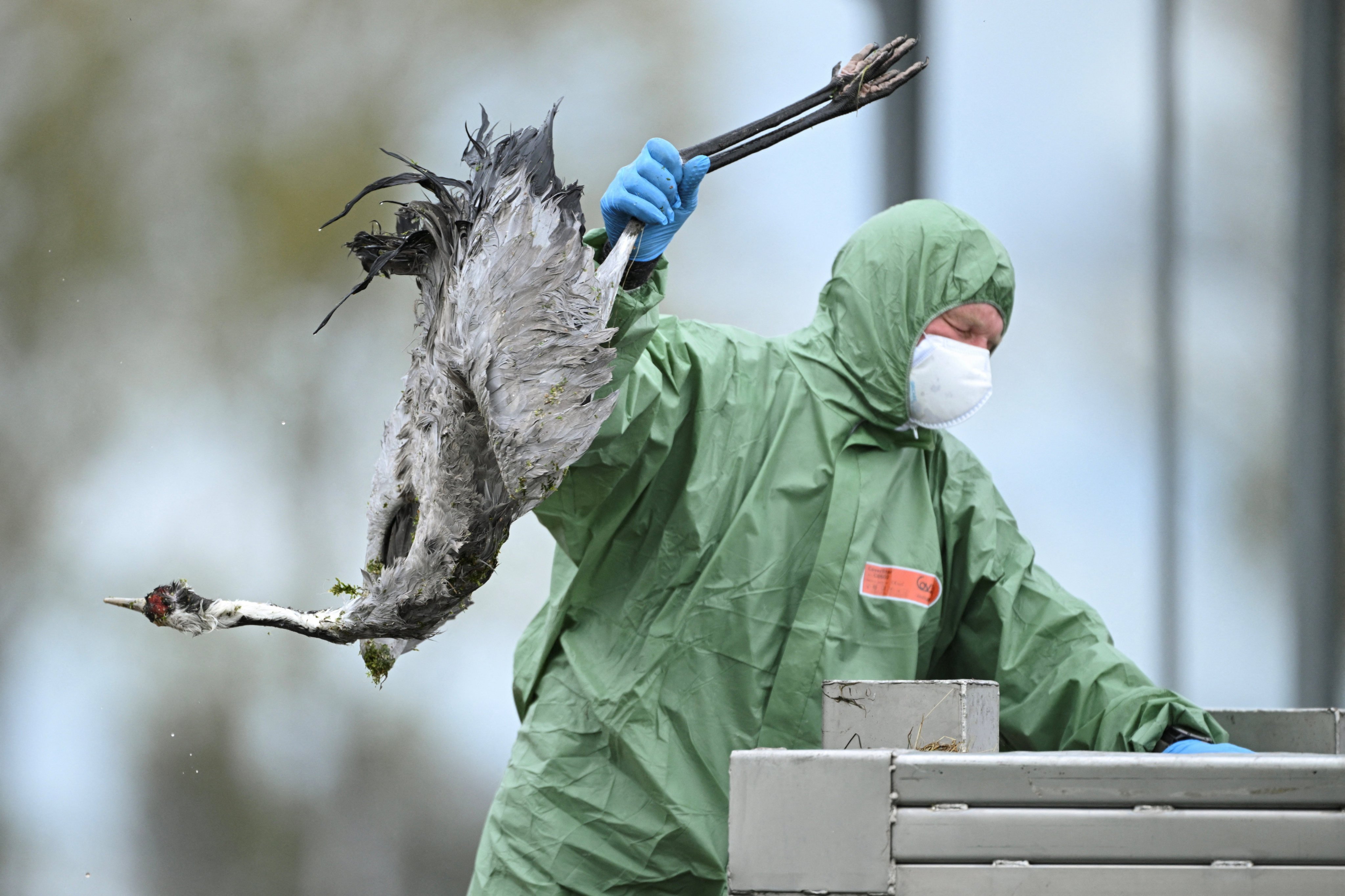 A specialist in Germany wearing a protective suit disposes of a crane believed to have died from a highly contagious bird flu strain. Photo: Reuters