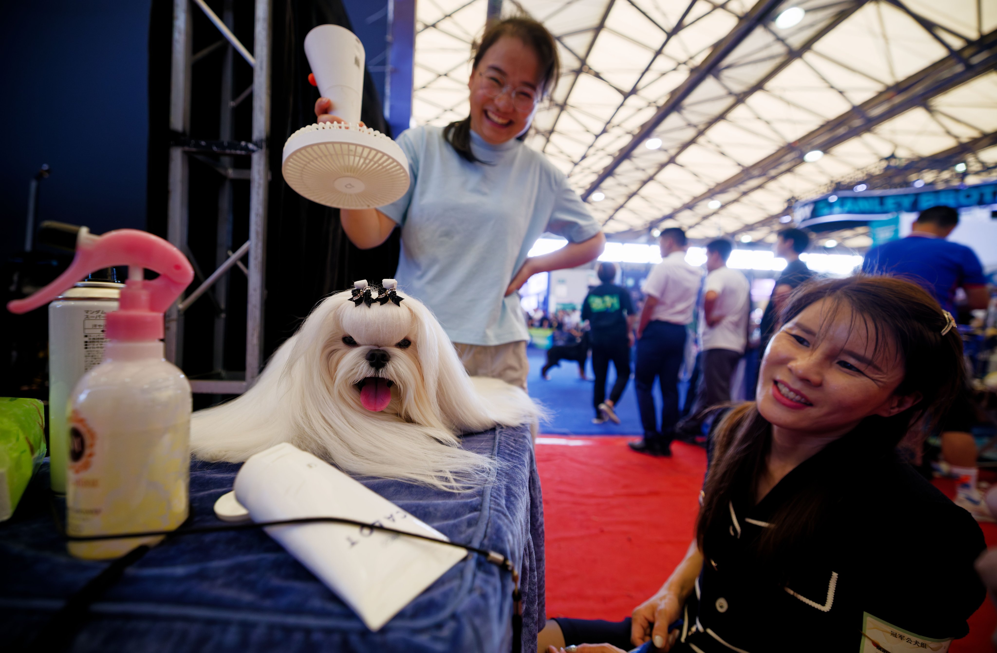 People prepare a dog for a competition at Pet Fair Asia 2025 in Shanghai in August. Photo: EPA