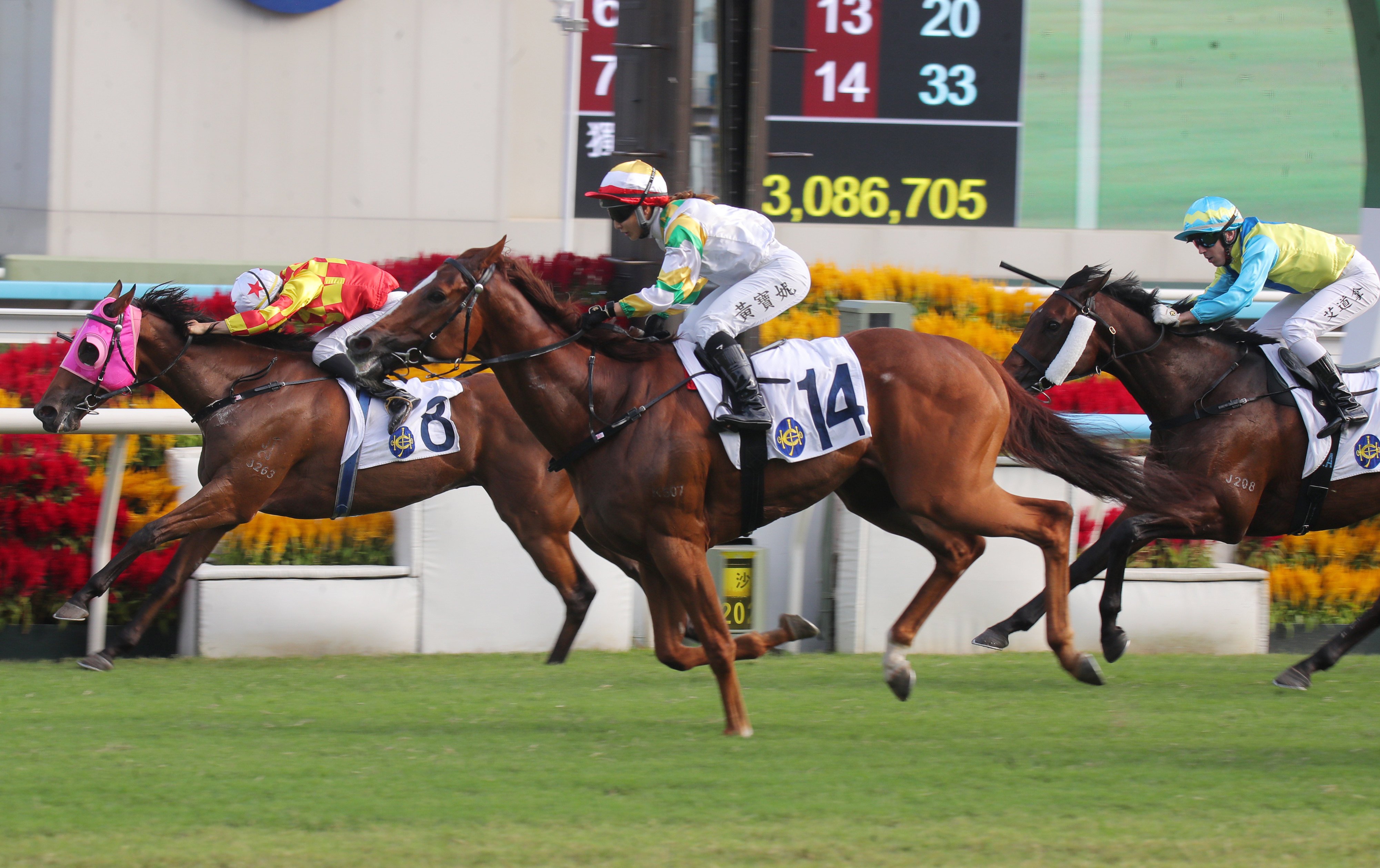 Sagacious Life (14) nails Steps Ahead (8) to win the Panasonic Cup. Photos: Kenneth Chan
