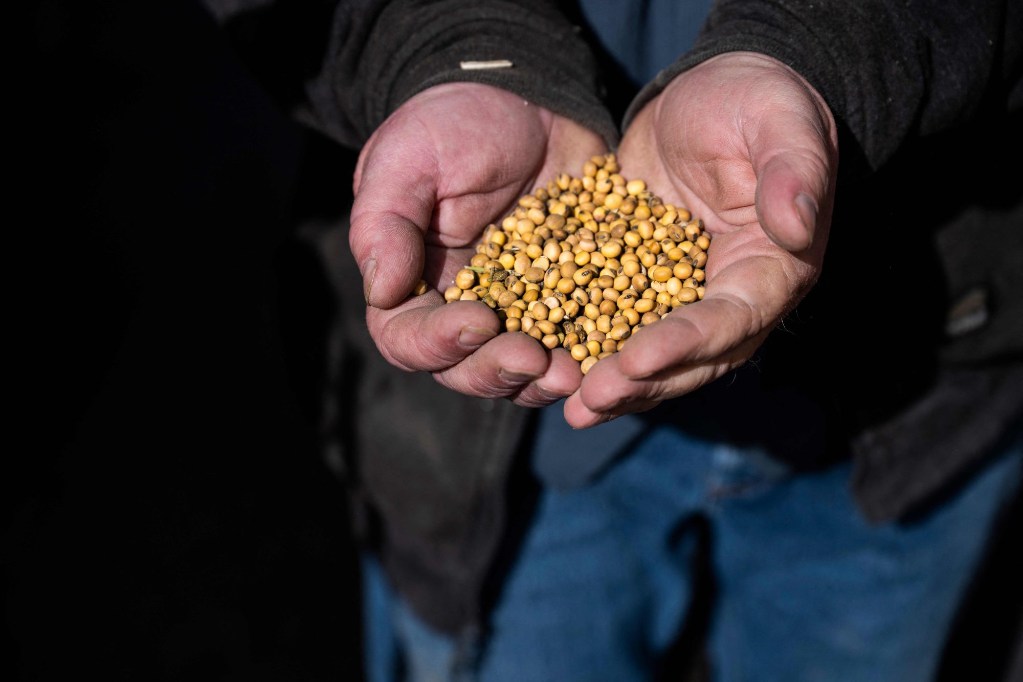 China, once the biggest buyer of US soybean exports, has halted orders in a trade row triggered by president Trump’s aggressive tariffs. Photo: AFP China, once the biggest buyer of US soybean exports, has halted orders in a trade row triggered by president Trump’s aggressive tariffs. Photo: AFP