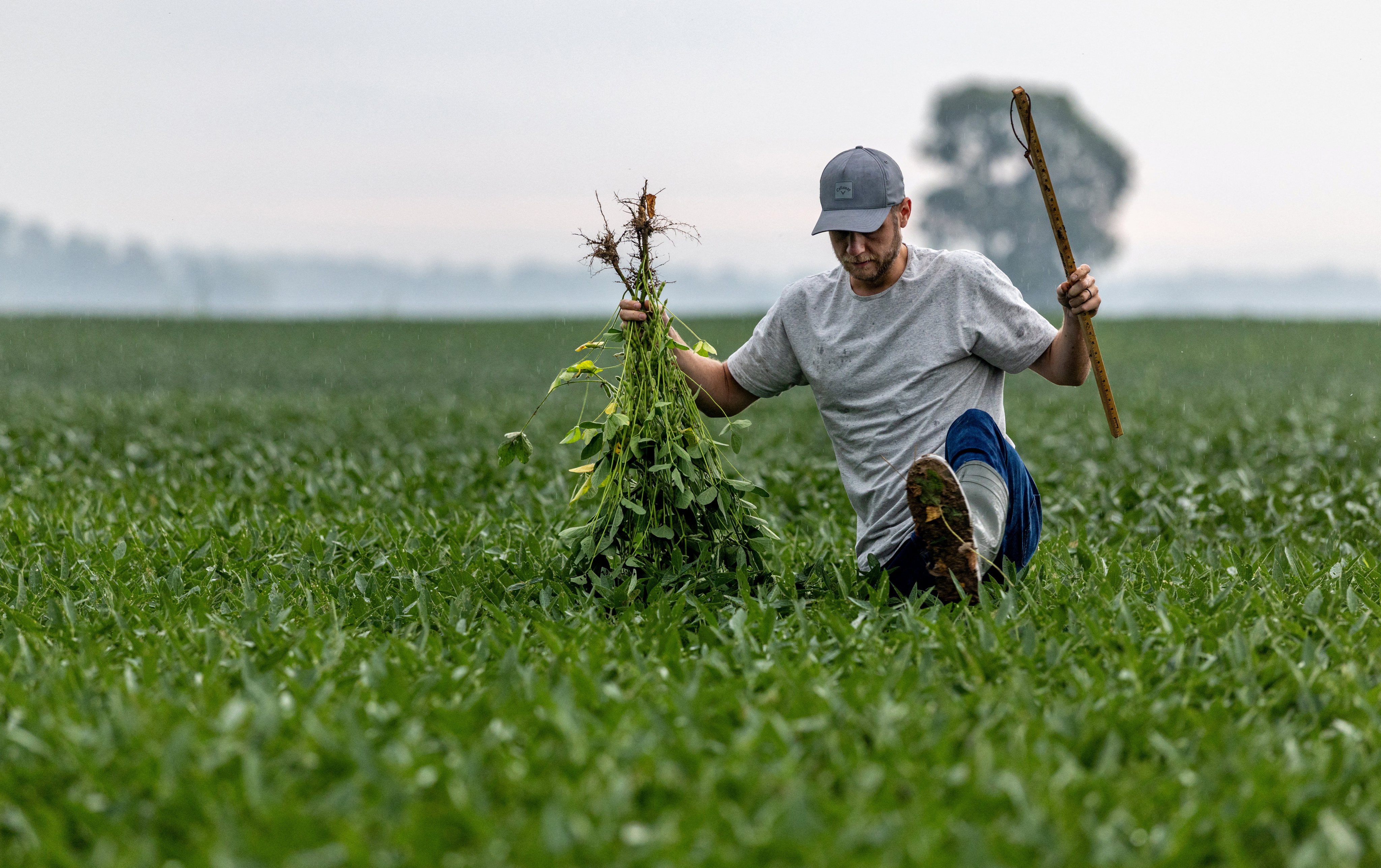 A crop scout collects soybean samples on a Midwest farm. File photo: Reuters