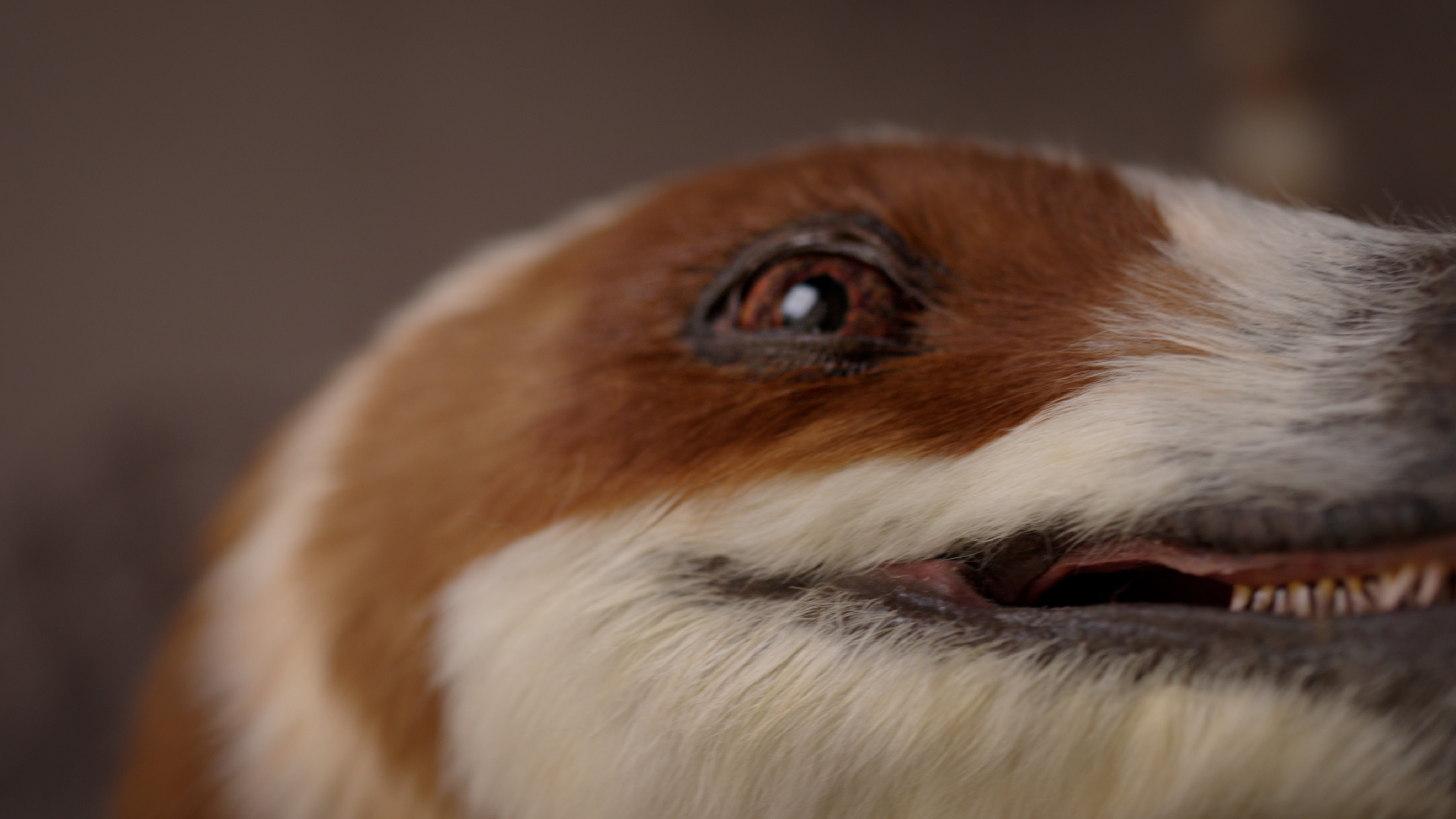 Eye on the future: Chinese robotics start-up Dobot has launched a dinosaur-like robot to move its bots beyond the factory floor. Photo: Handout