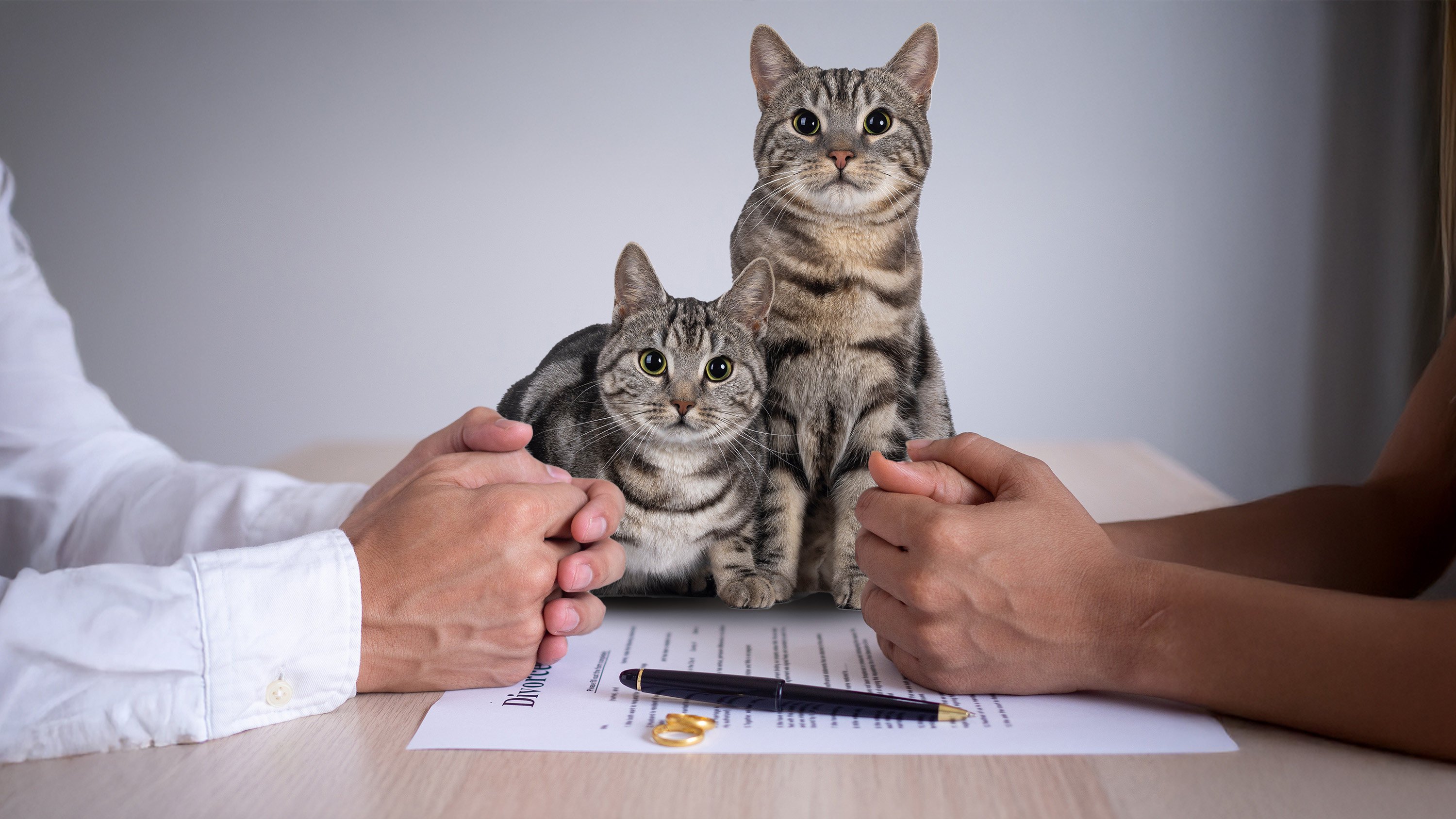 A Turkish man has agreed to pay his ex-wife “cat support” of US$240 every three months as part of their divorce agreement. Photo: Shutterstock