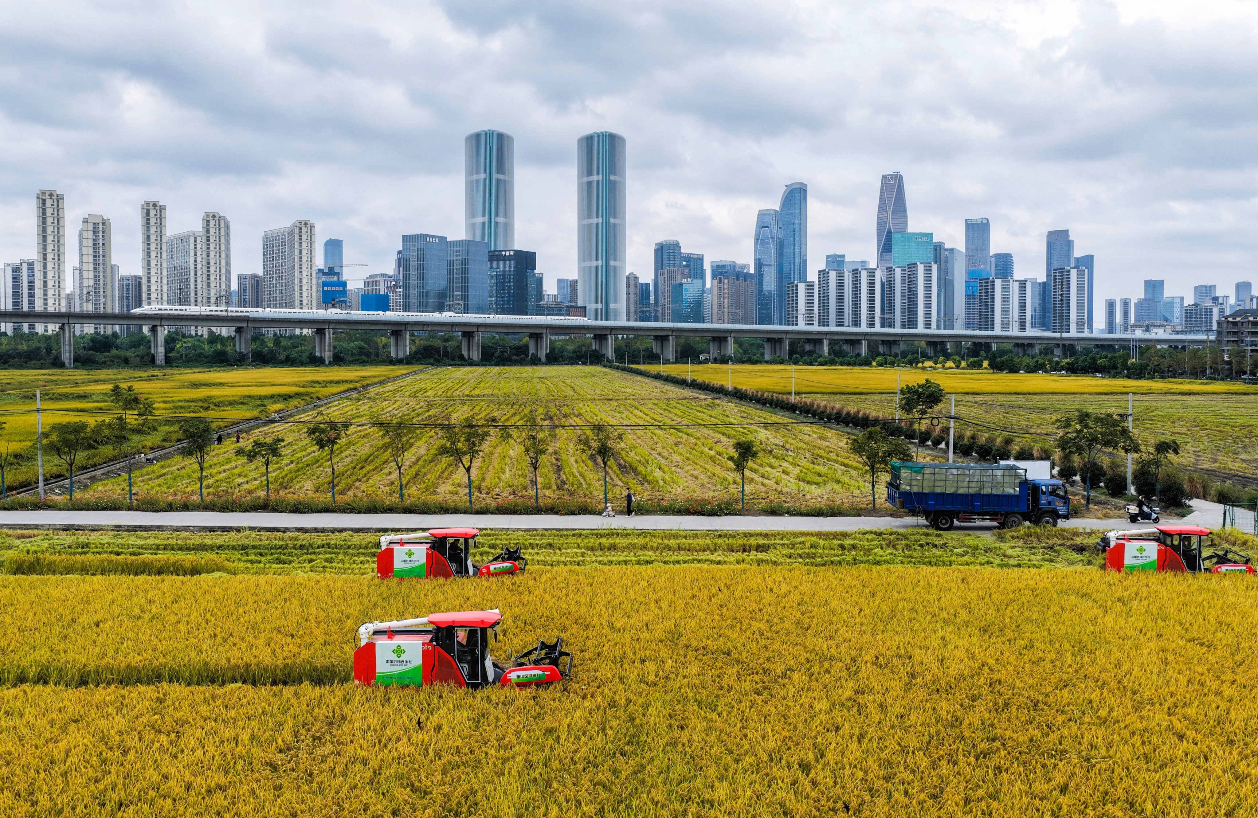 Rice is harvested in a paddy field as a high-speed train zooms past in the background, in Hangzhou in east China’s Zhejiang Province on October 21. Photo: Xinhua