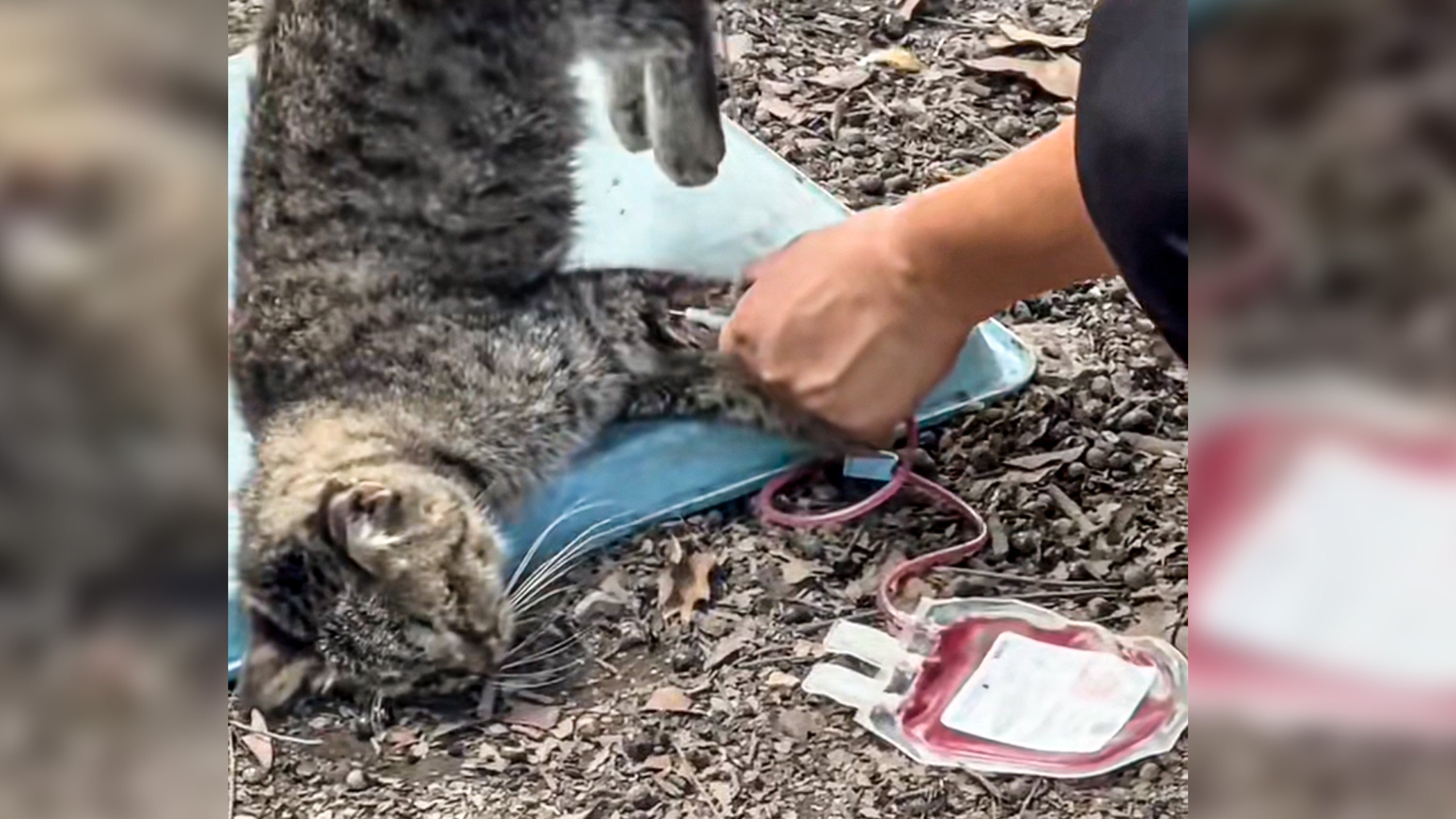 A blogger in China has exposed an illegal market in animal blood, claiming that stray cats are bled and their vital fluid sold to pet hospitals for high prices. Photo: Douyin