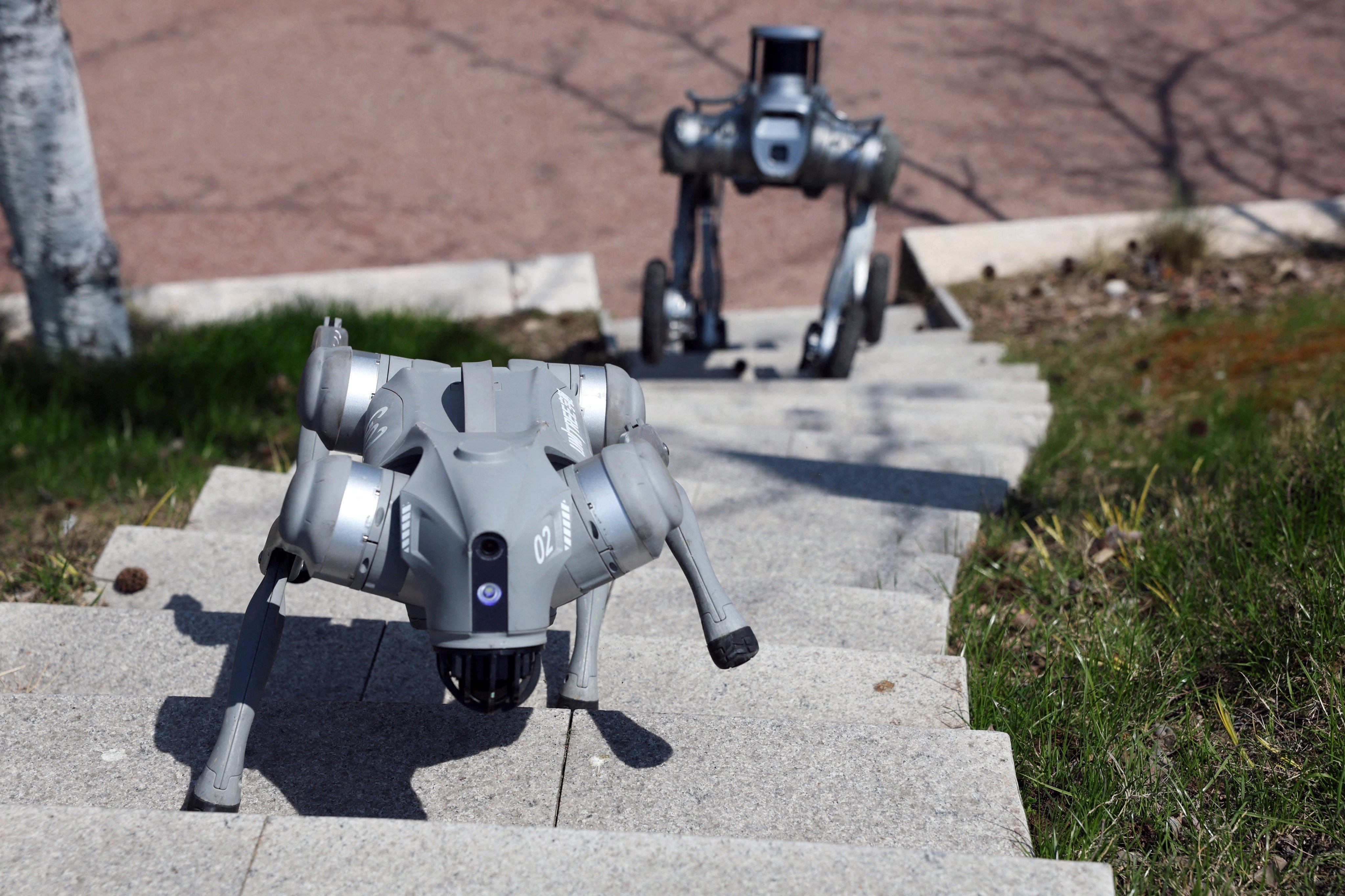Unitree robot dogs climb a flight of stairs during a robotics demonstration in Hangzhou, Zhejiang province, China. Photo: Reuters