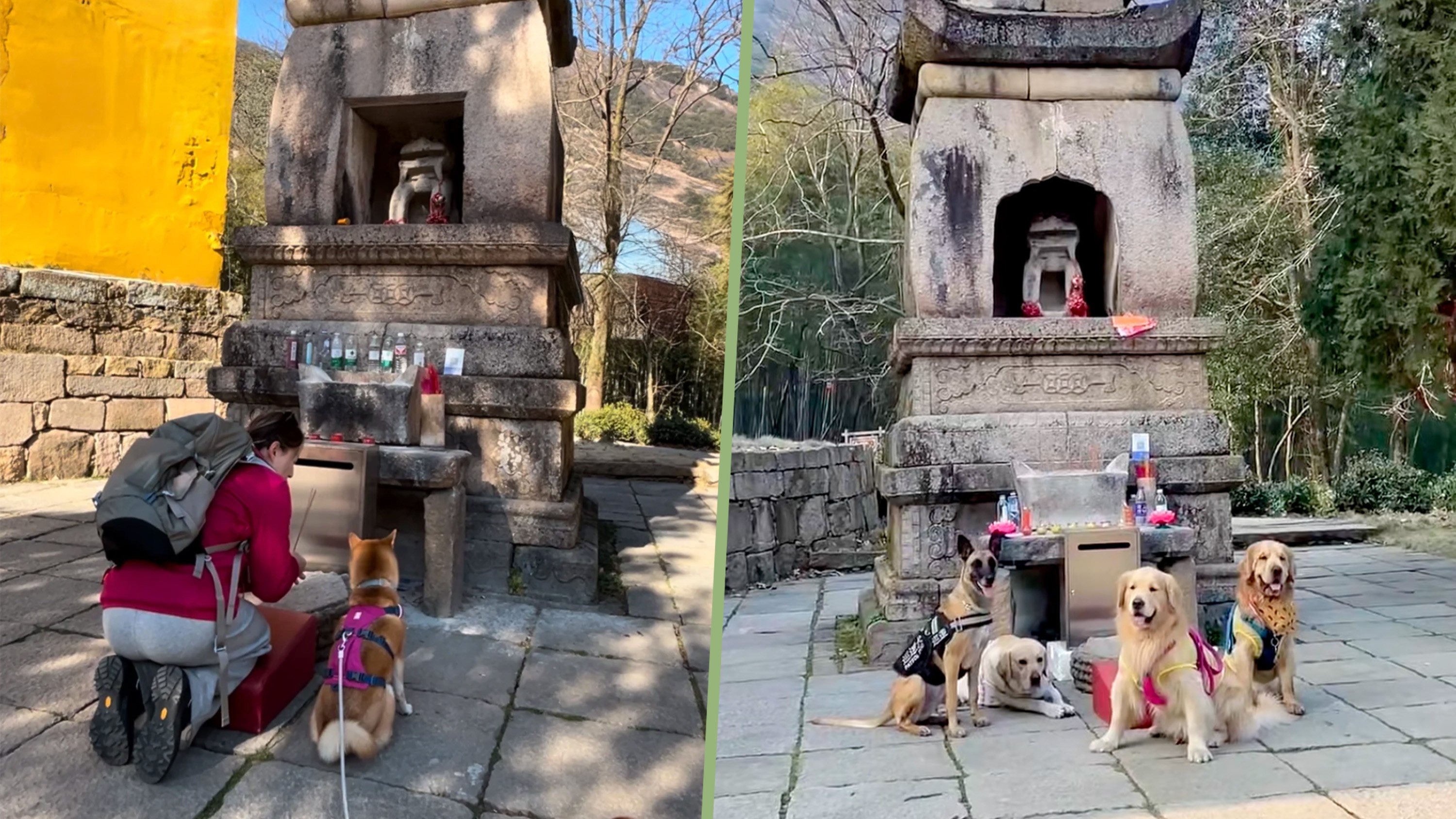 Growing numbers of young pet owners in China are visiting a unique mountain pagoda to bless and bring good health to their dogs. Photo: RedNote