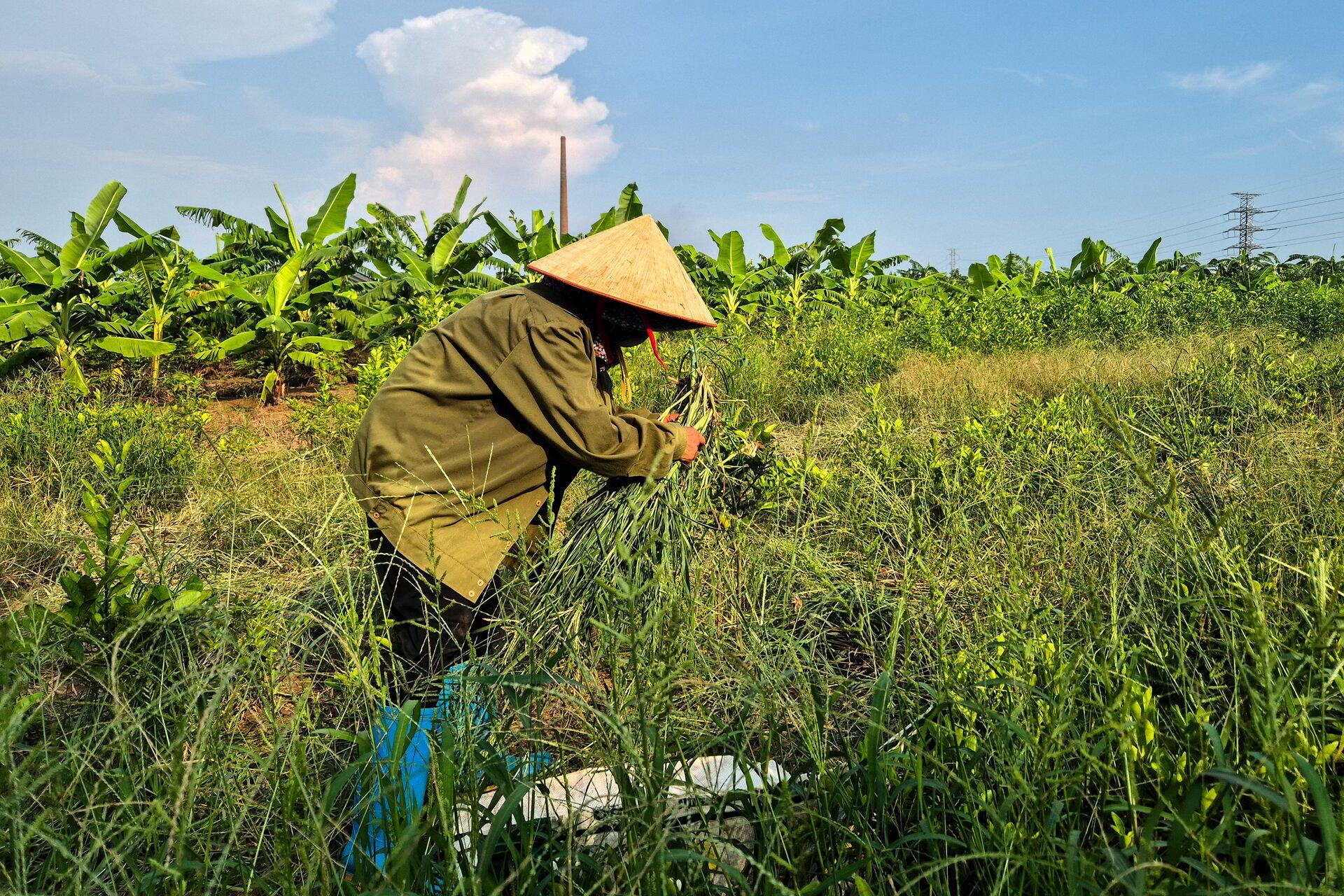 A farmer works at the site designated for a future Trump golf course in Hung Yen province on July 30. Photo: Reuters