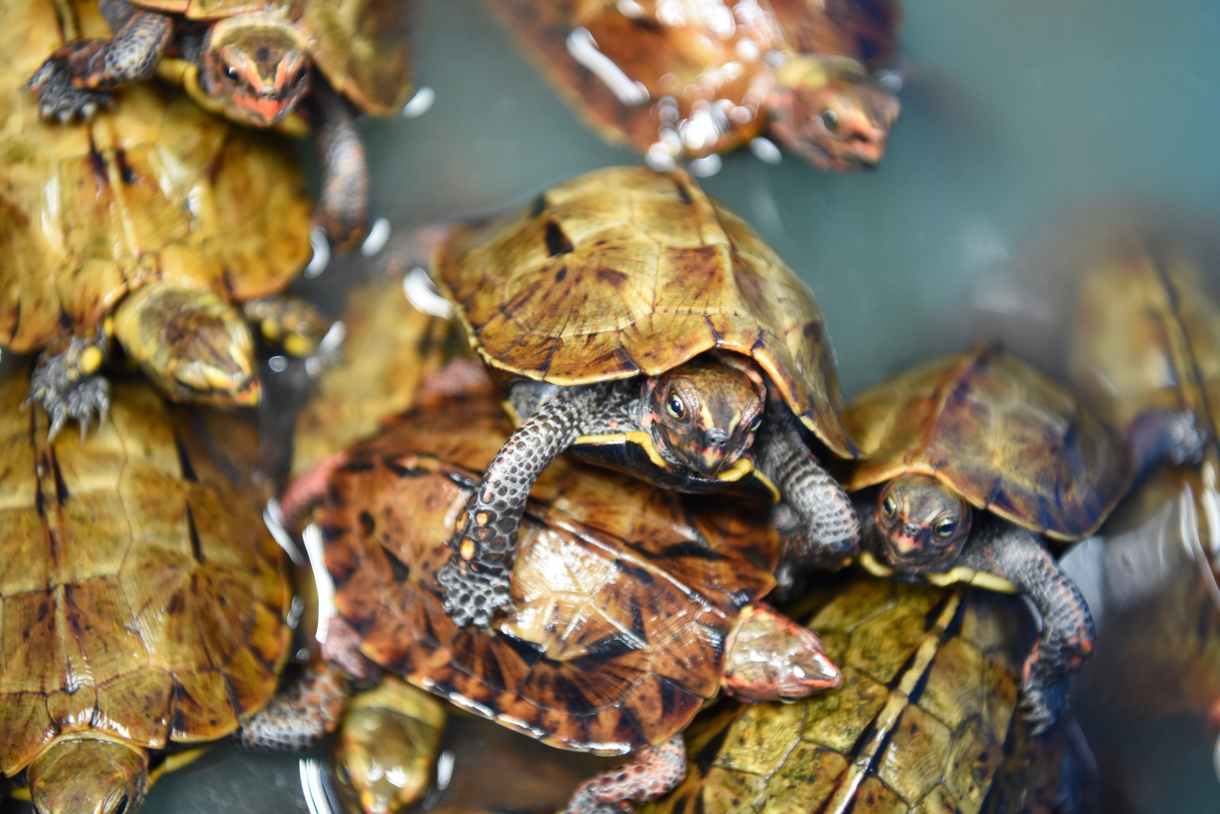 Ryukyu leaf turtles are legally protected and are only found on the main island of Okinawa and two smaller islands. Photo KFBG