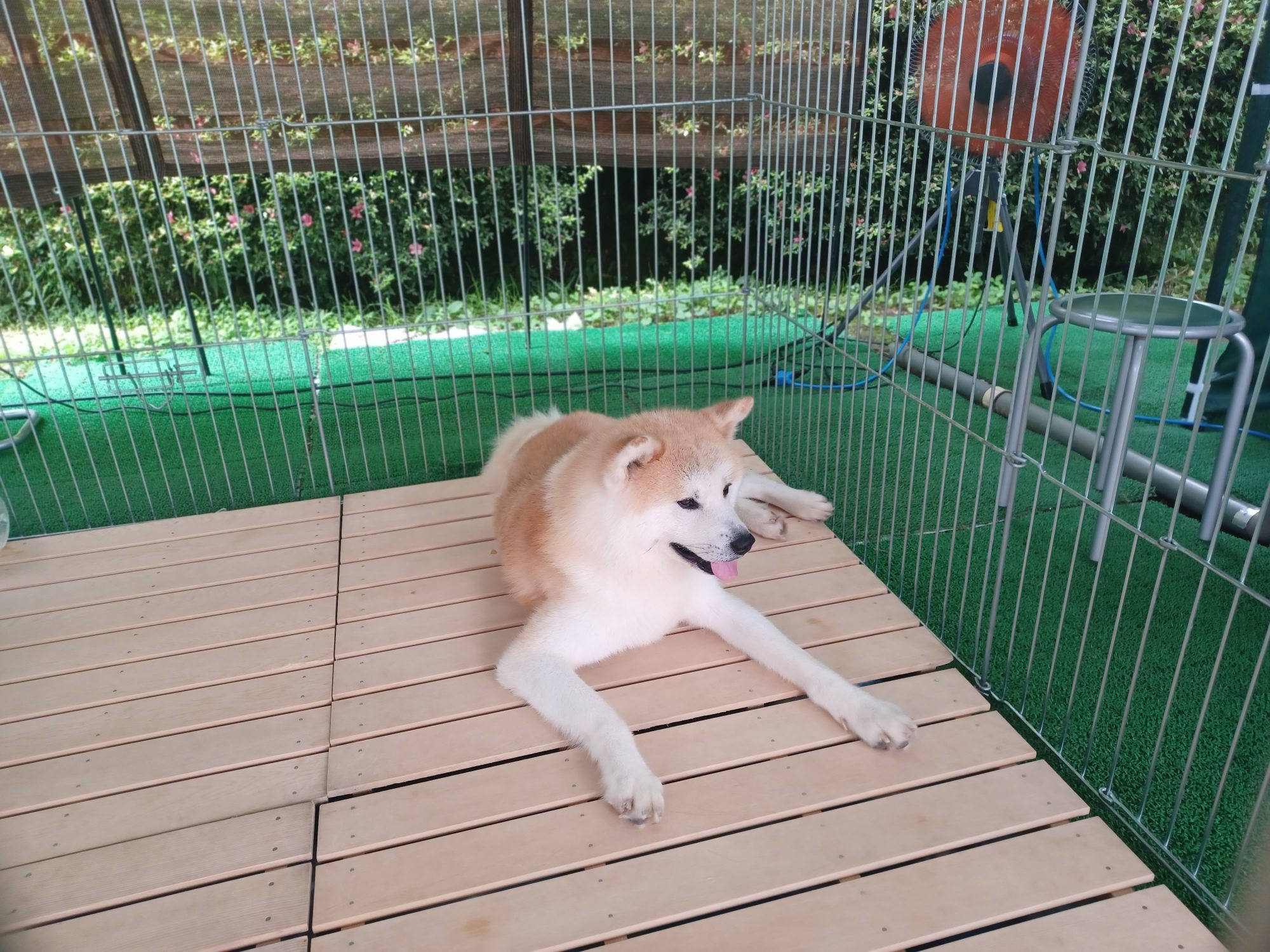 Akita dogs originate from the mountains of northern Japan. Photo: Rebecca Lo