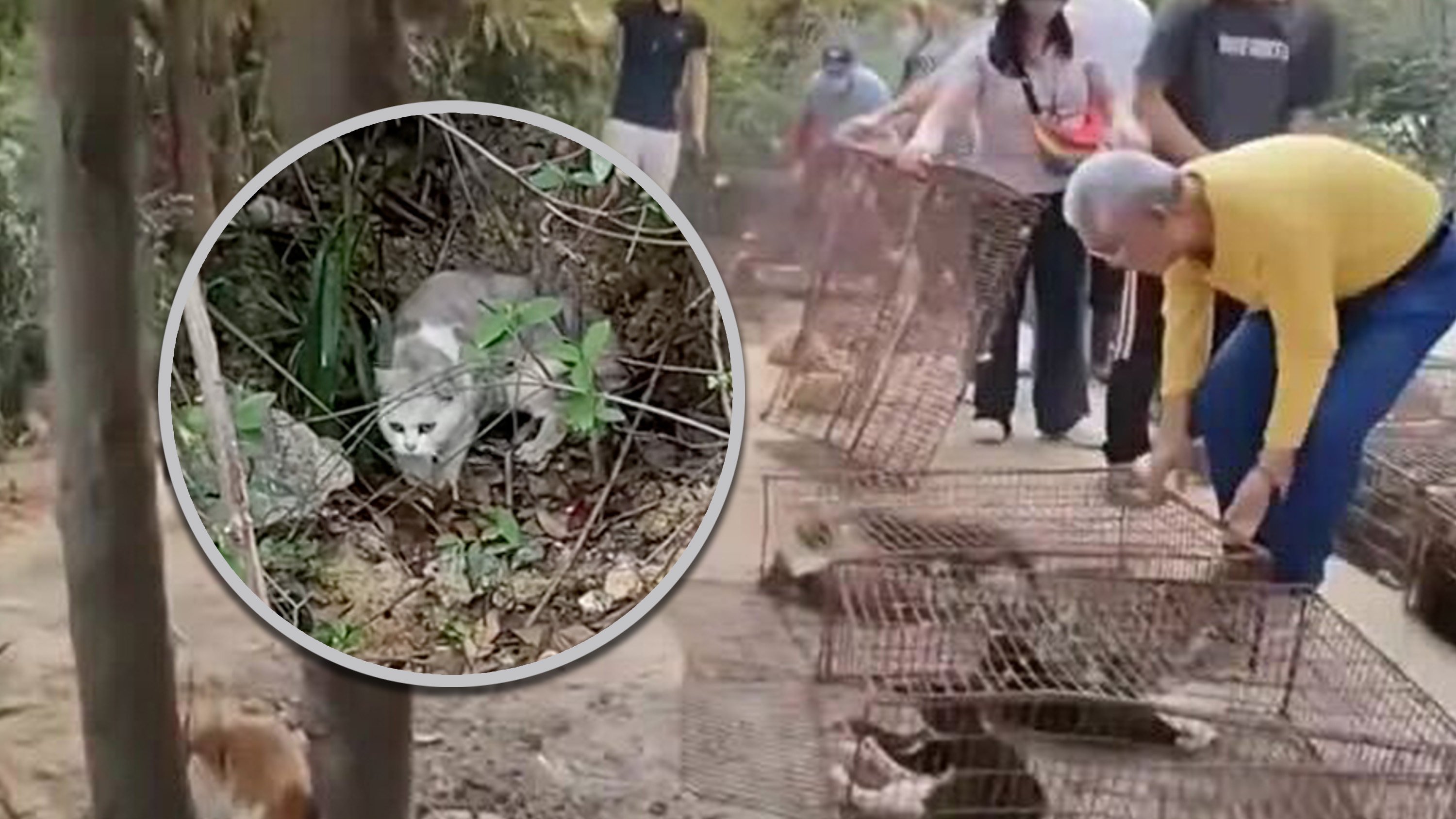 A Chinese netizen has triggered public outrage after posting a video showing more than 1,000 cats being released near a reservoir area as part of a “life release” ritual. Photo: QQ.com/RedNote