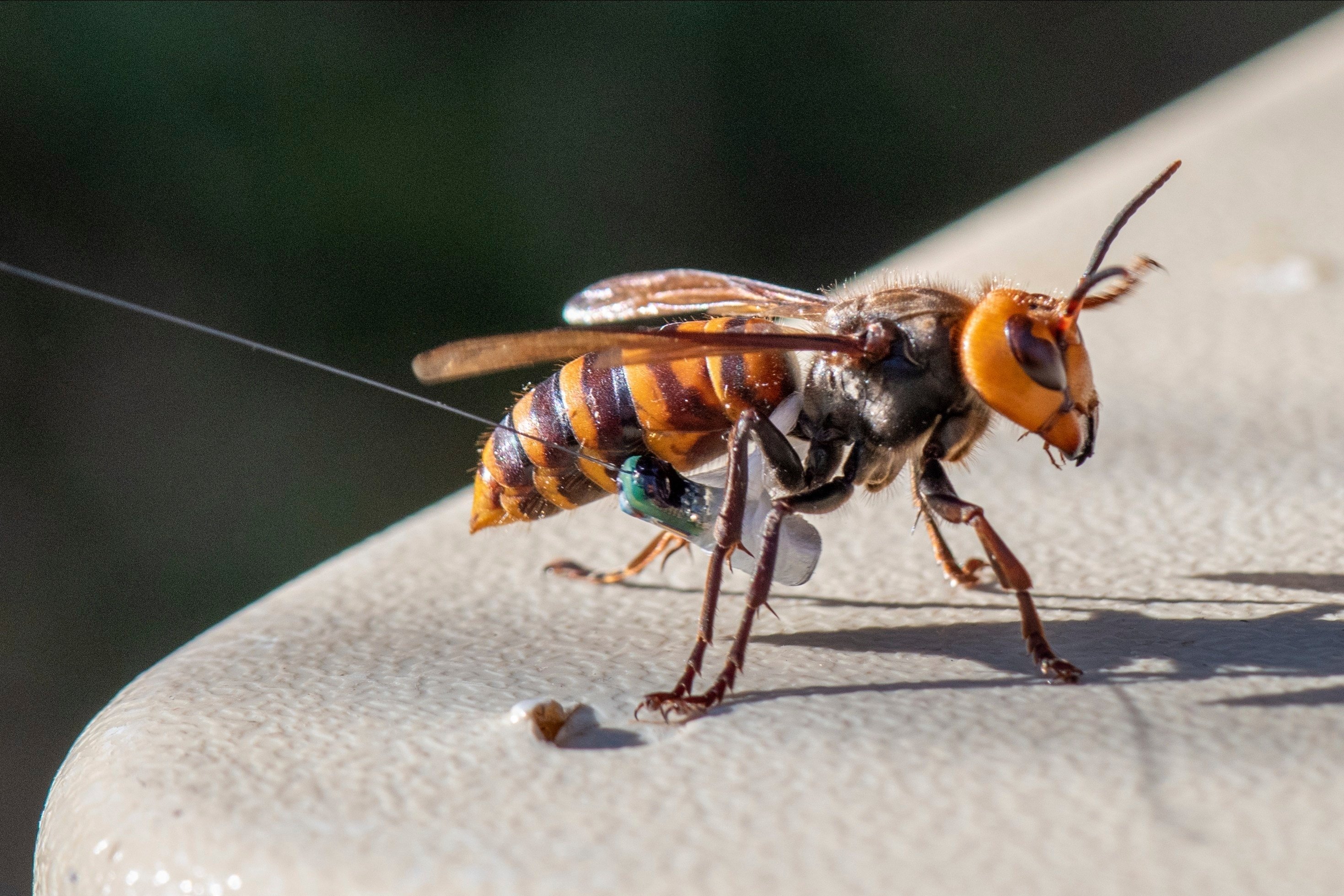 An Asian giant hornet wearing a tracking device is shown in October 2020 near Blaine, Washington. Photo: Washington Deptartmet of Agriculture via AP