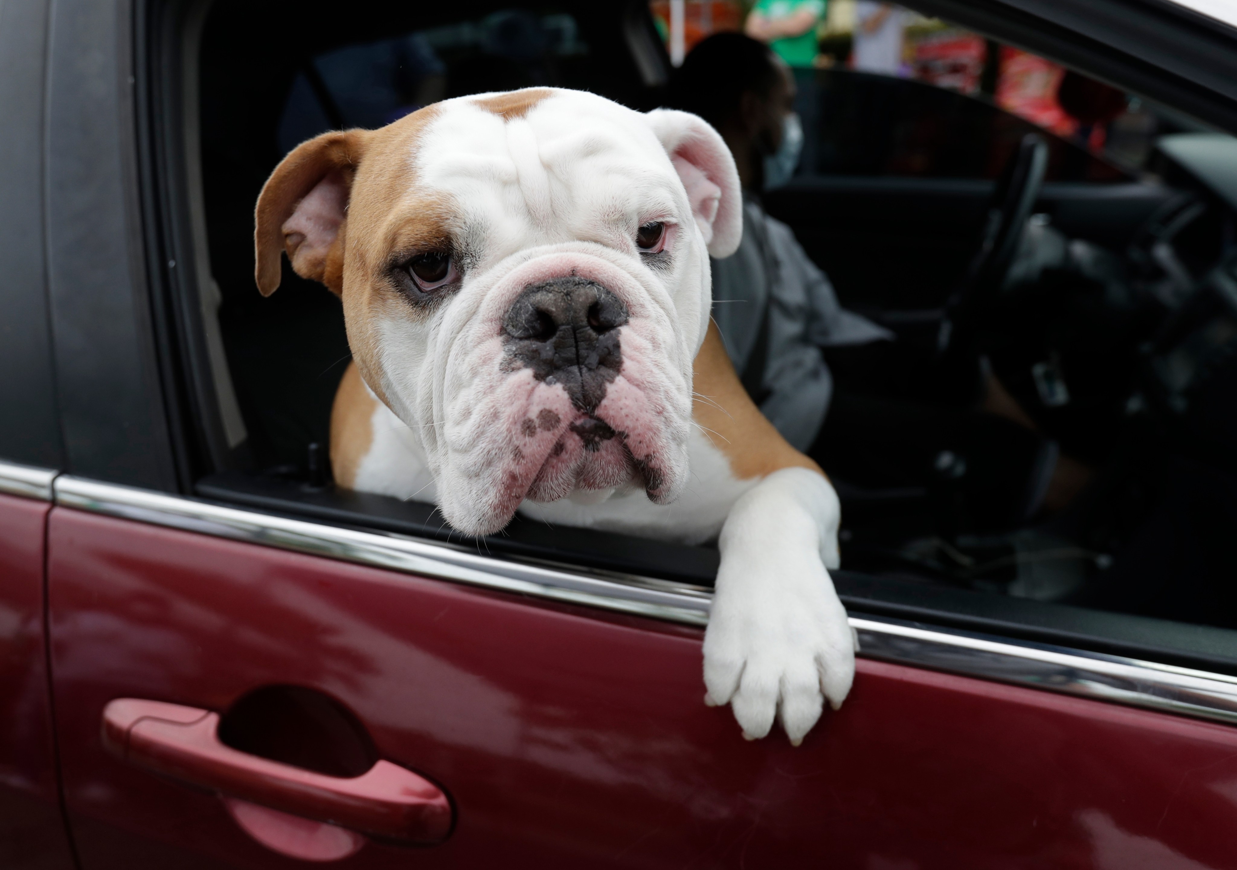A dog looks out of a car window. The pollution created from the meat that dogs and cats consume in the US is equivalent to the pollution created from driving 13.6 million cars for a year, according to one study. Photo: AP