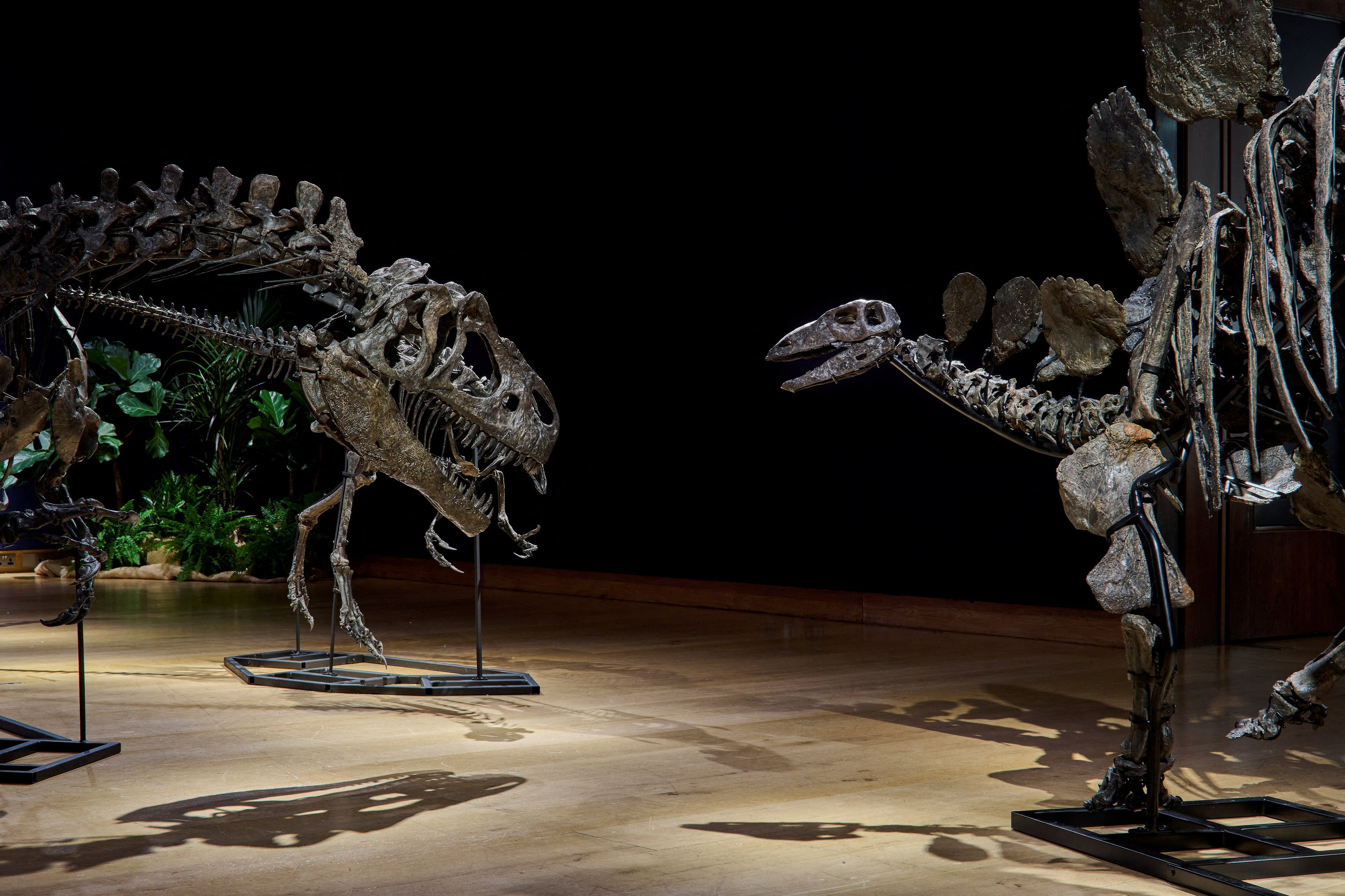 Dinosaur fossils are displayed at auction house Christie’s in London, Britain. Photo: Christie’s via Reuters