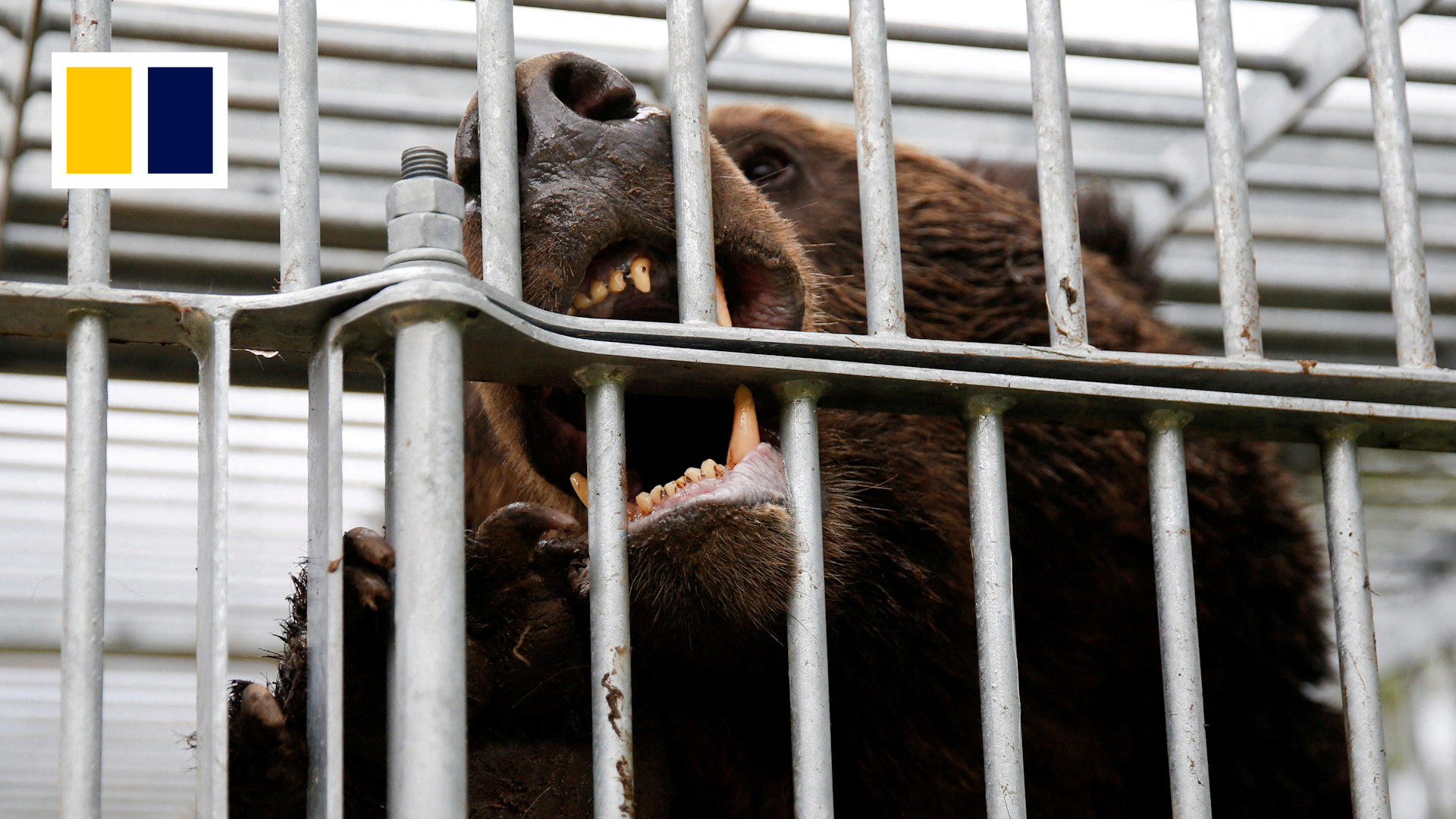 Bear trapped in cage