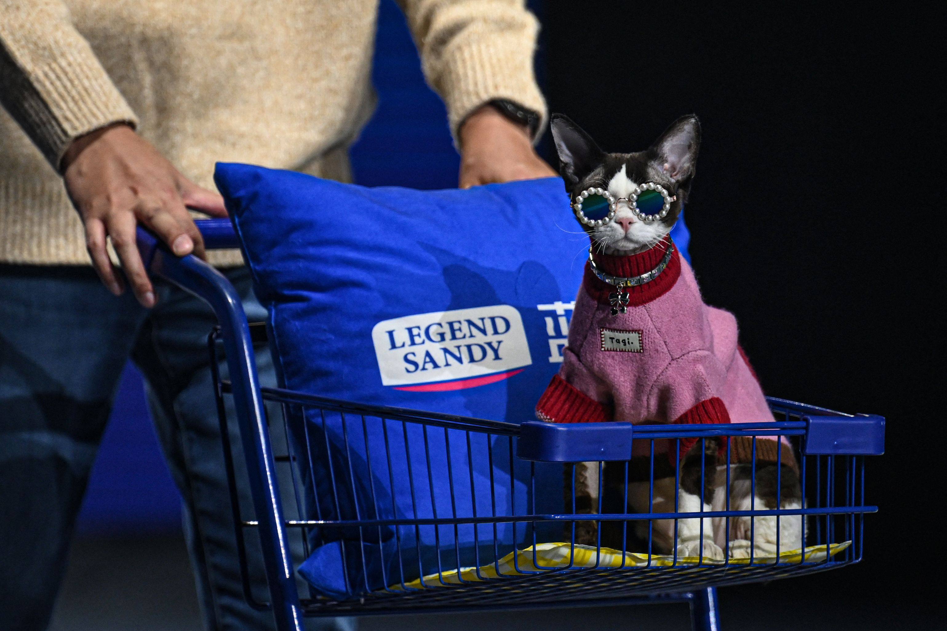 Neutering your pet can give them and other animals long, happy and healthy lives. Photo: AFP