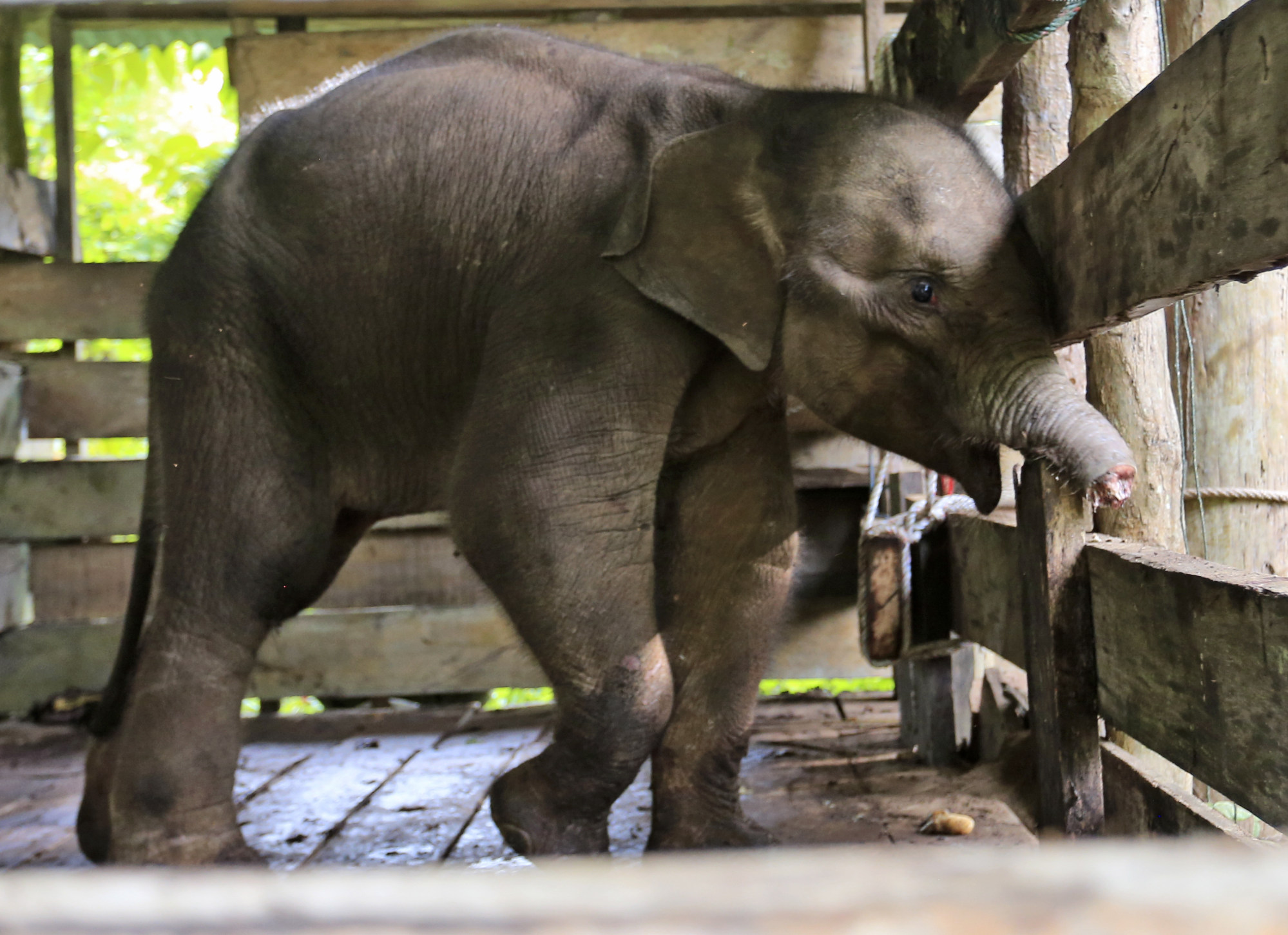 A Sumatran elephant calf that lost half of its trunk after it got caught in a snare trap is treated at an elephant conservation centre in Saree, Indonesia. Photo: AP A Sumatran elephant calf that lost half of its trunk after it got caught in a snare trap is treated at an elephant conservation centre in Saree, Indonesia. Photo: AP