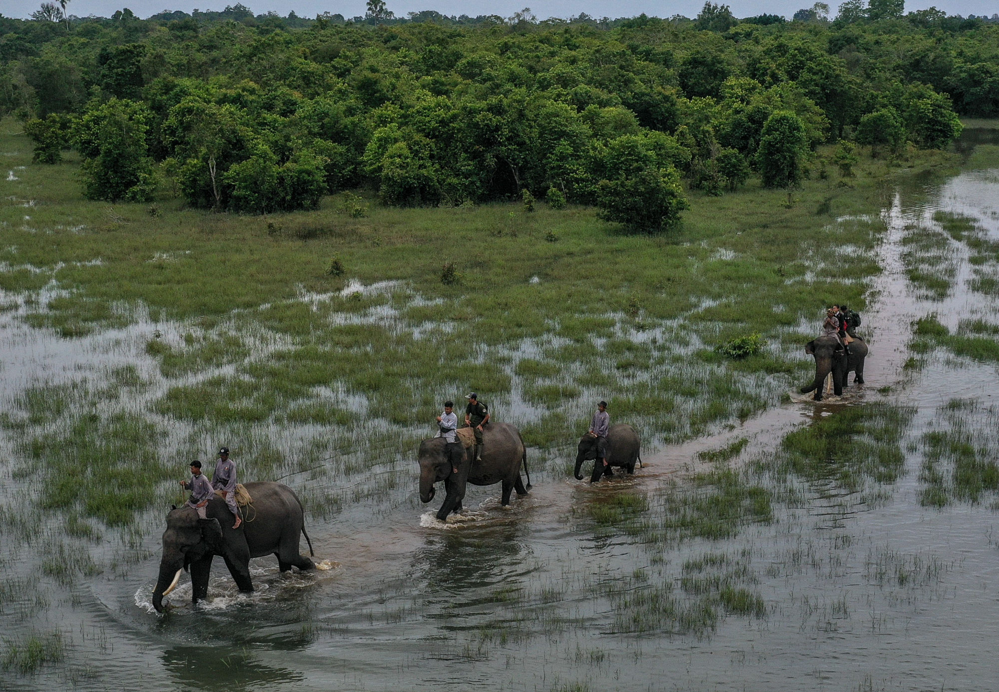 Members of the Elephant Response Unit patrol in the Way Kambas National Park in southern Sumatra. Photo: Garry Lotulung Members of the Elephant Response Unit patrol in the Way Kambas National Park in southern Sumatra. Photo: Garry Lotulung