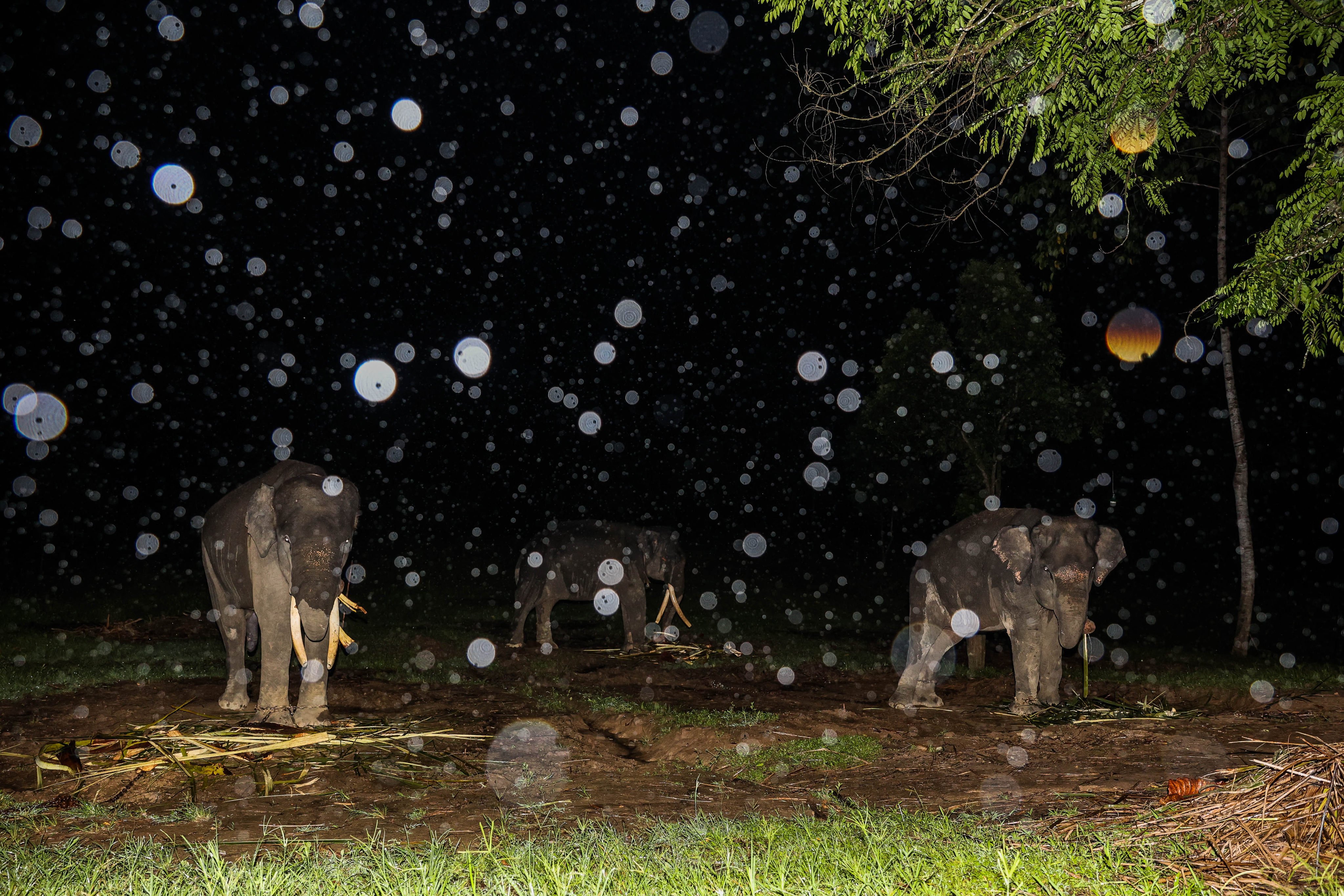 Elephants wander at night at the Bukit Barisan Selatan National Park in Sumatra, Indonesia. Photo: Garry Lotulung