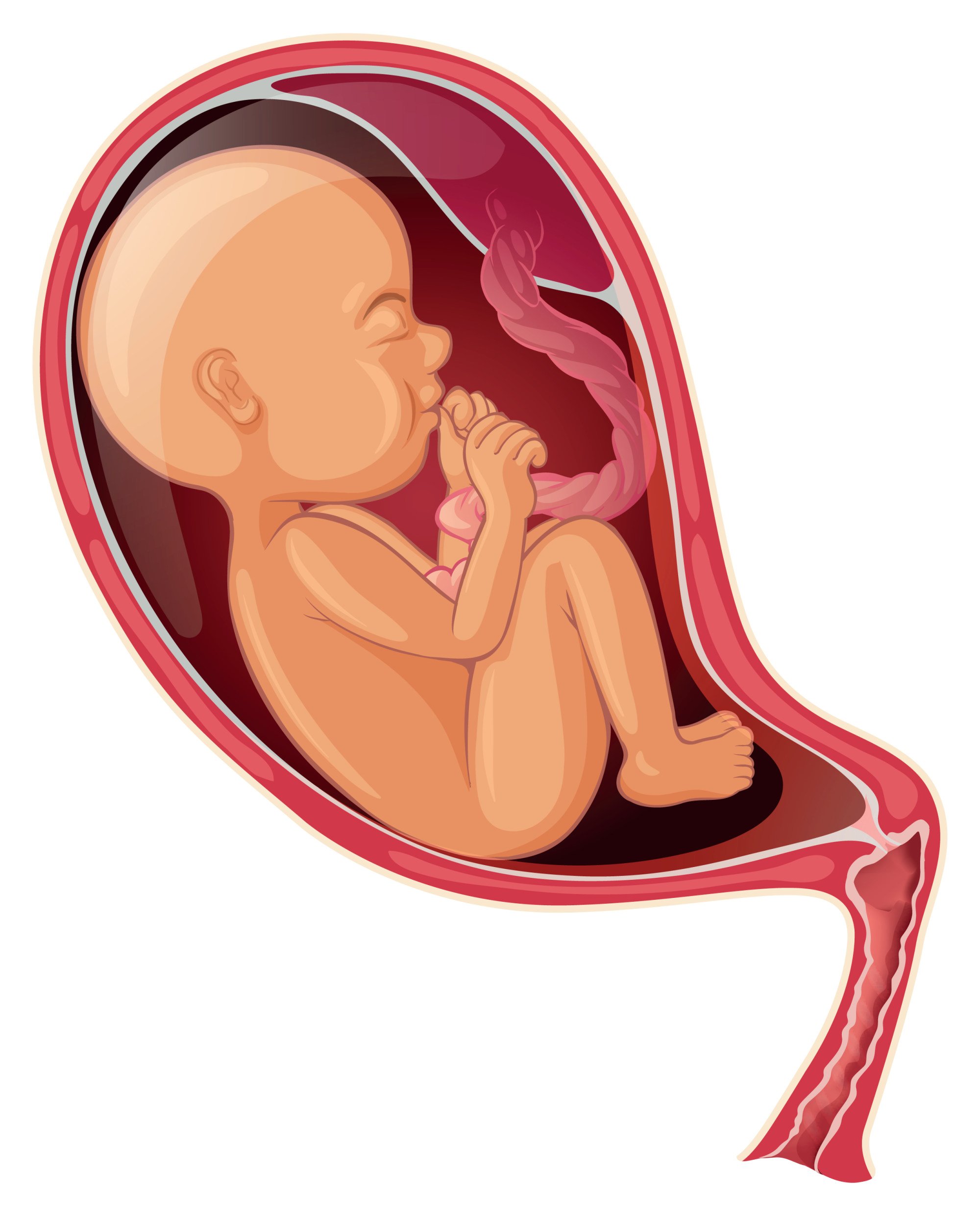 The Japanese research team hypothesised that male hormone exposure during fetal development may influence both traits. Image: Shutterstock The Japanese research team hypothesised that male hormone exposure during fetal development may influence both traits. Image: Shutterstock