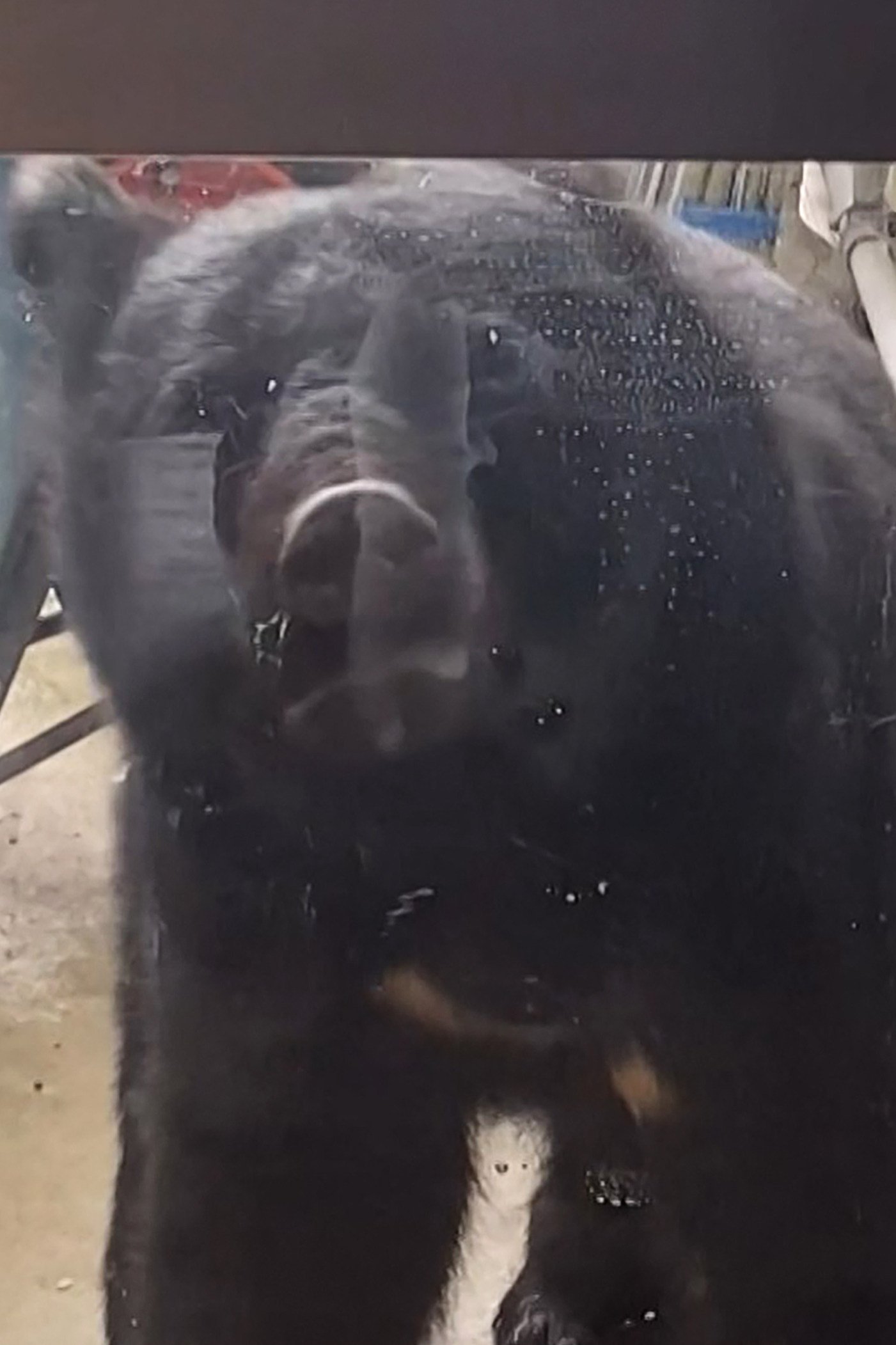 A bear stares through the window of a kindergarten in Hanamaki, Iwate prefecture, on October 14. Photo: Junko Sato/AFP A bear stares through the window of a kindergarten in Hanamaki, Iwate prefecture, on October 14. Photo: Junko Sato/AFP