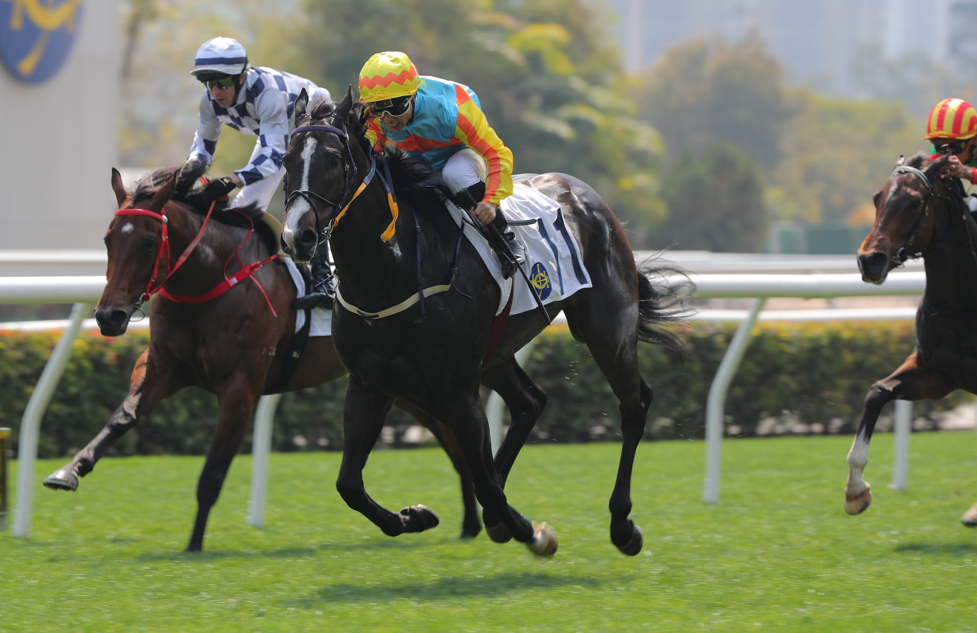 Ka Ying Warrior wins at Sha Tin in February. Ka Ying Warrior wins at Sha Tin in February.
