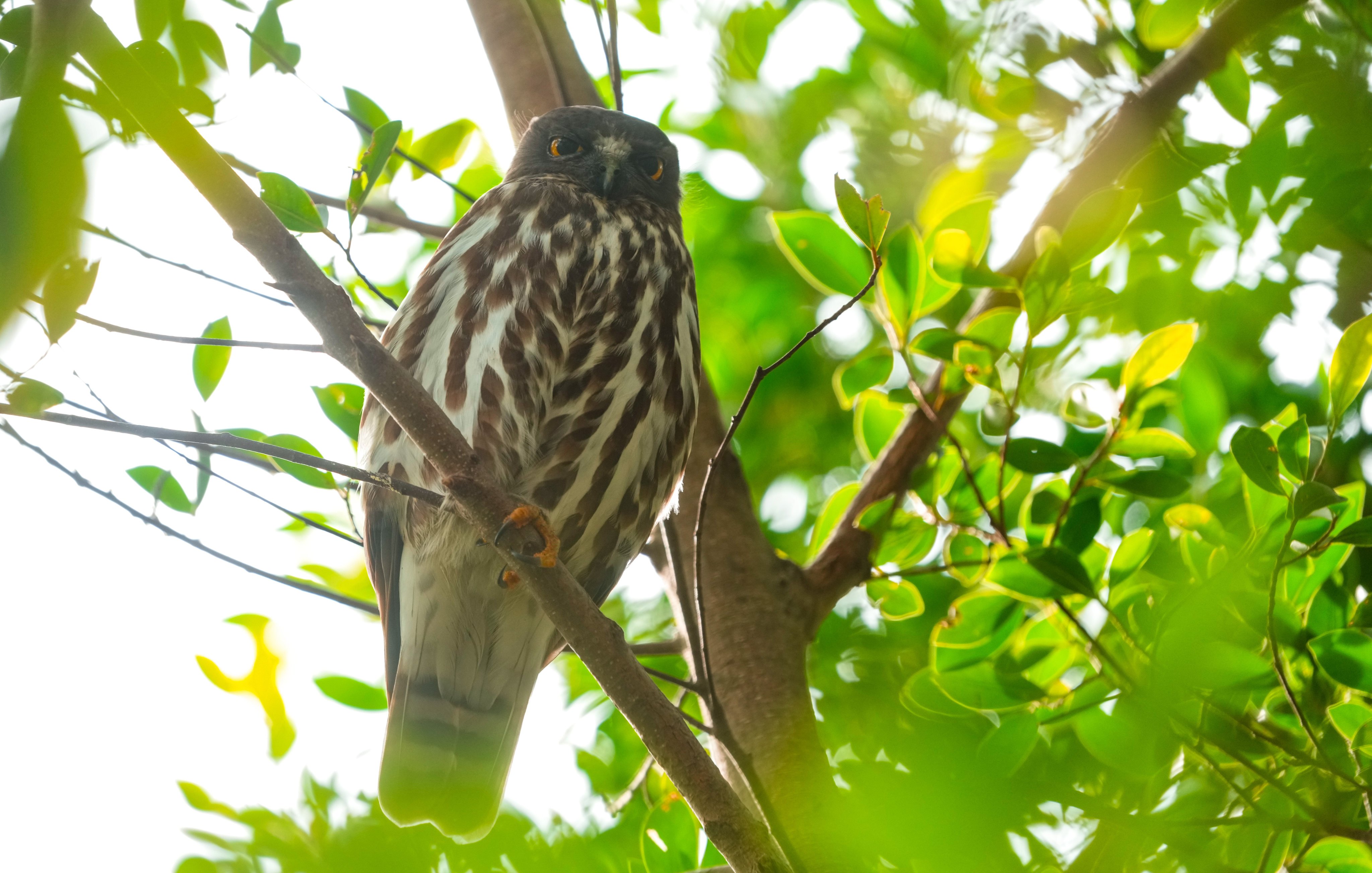The northern boobook stops in Hong Kong during spring and autumn. Photo: Sam Tsang