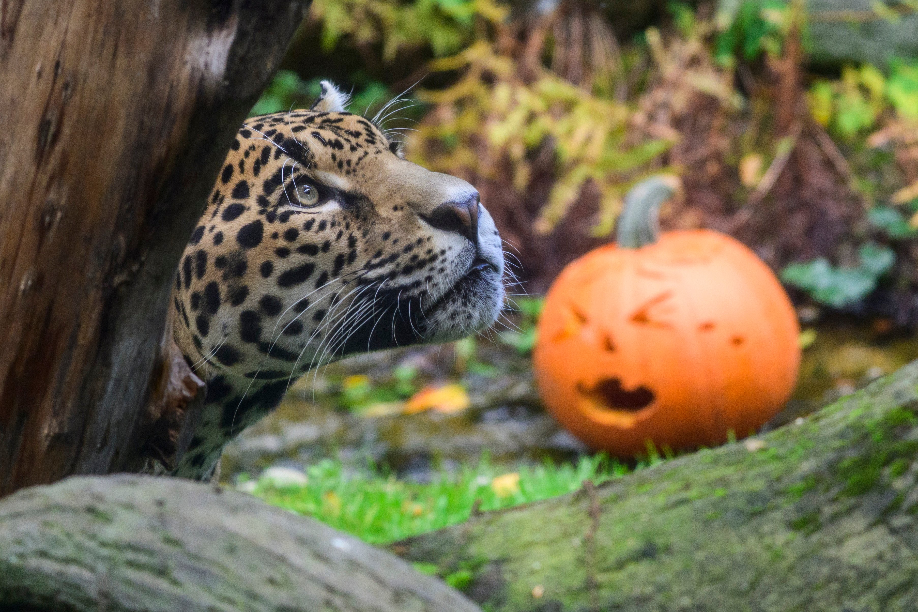Fitz, the jaguar, prowls through his festively decorated enclosure. Photo: dpa