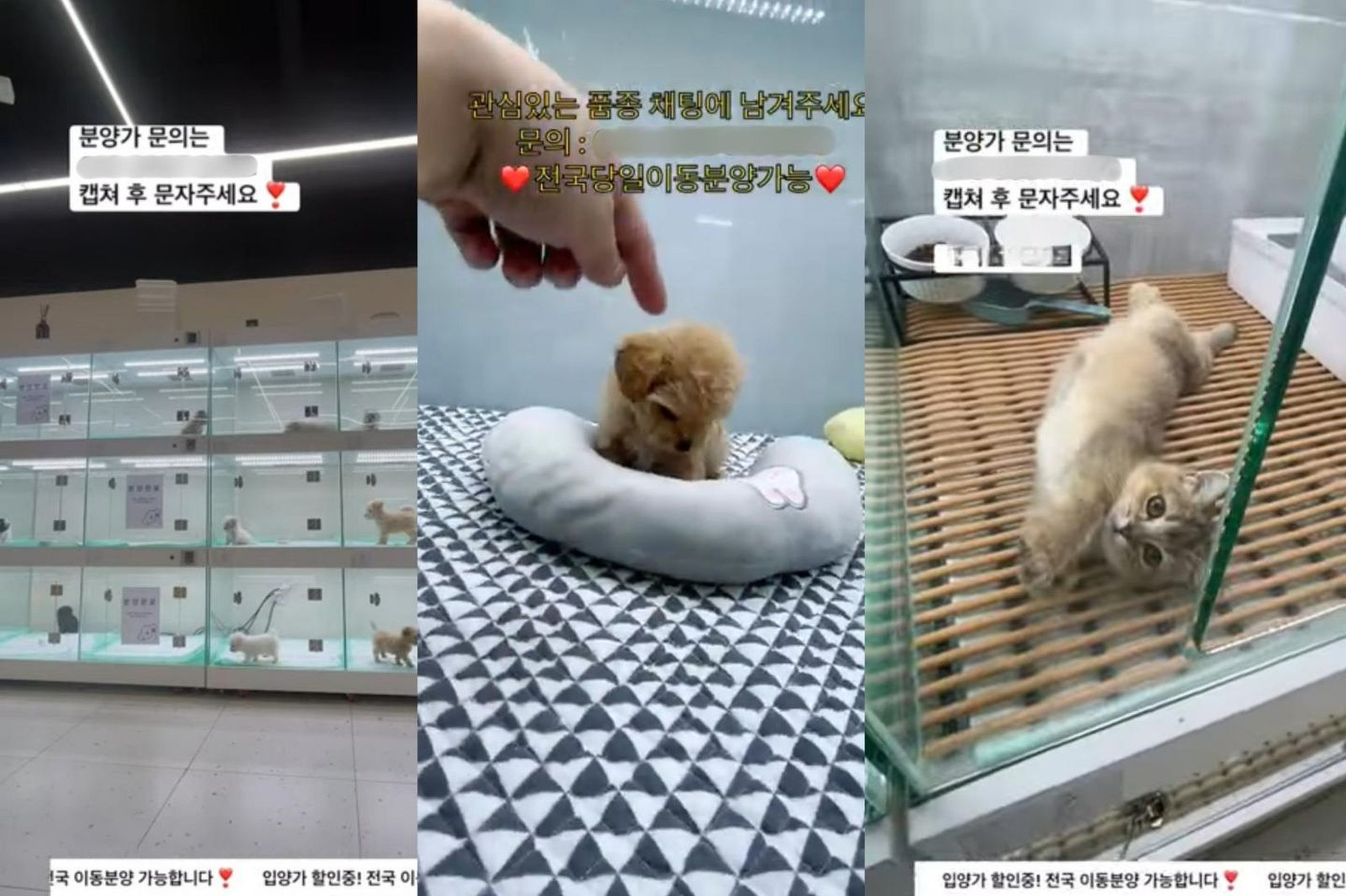 Livestreams of pet sales on YouTube. Photo: Youtube