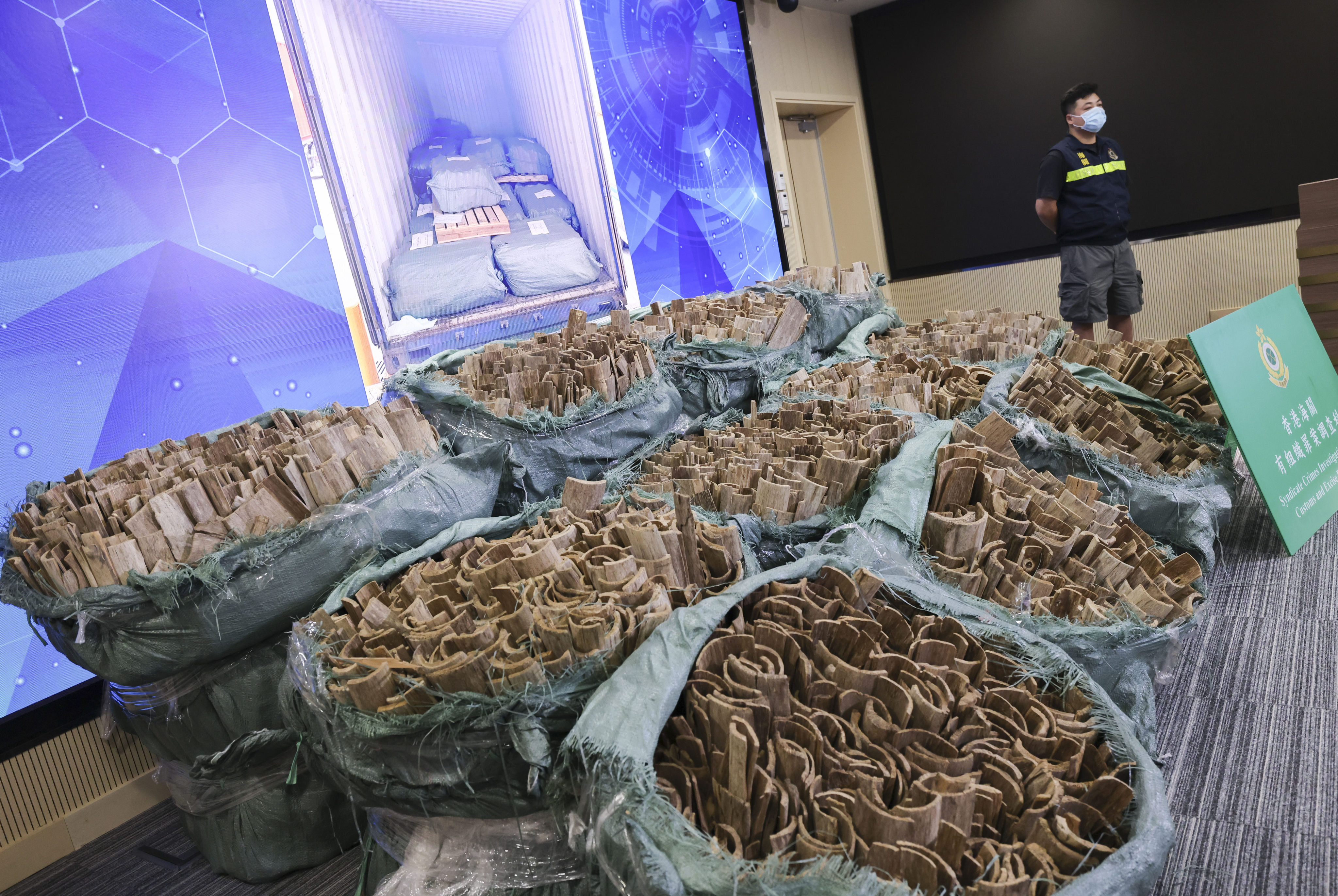 Agarwood, or “black gold”, faces illegal harvesting, threatening the incense trade and local heritage. Photo: Nora Tam