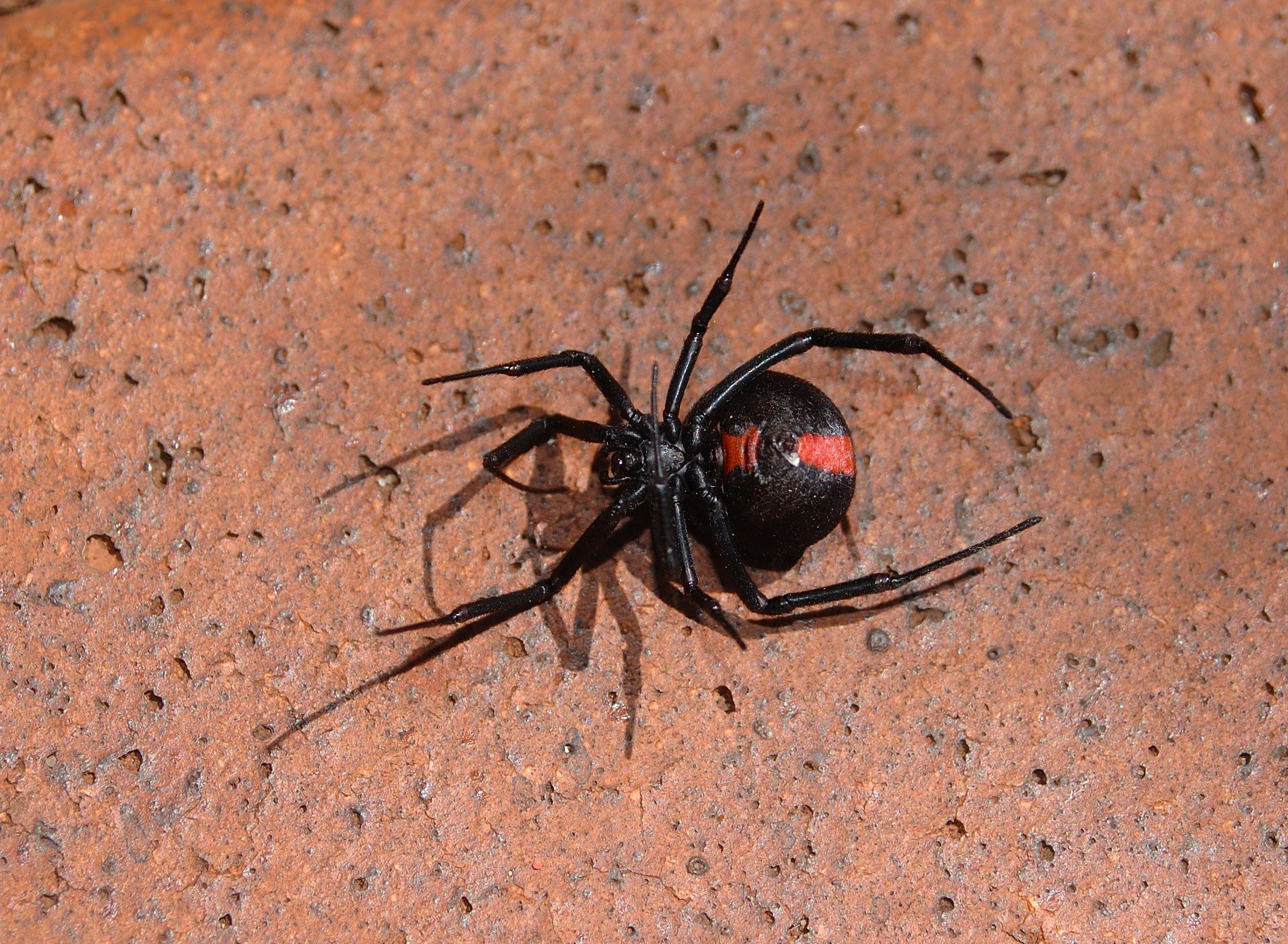 The redback spider can be found in all Japanese prefectures. Photo: Shutterstock