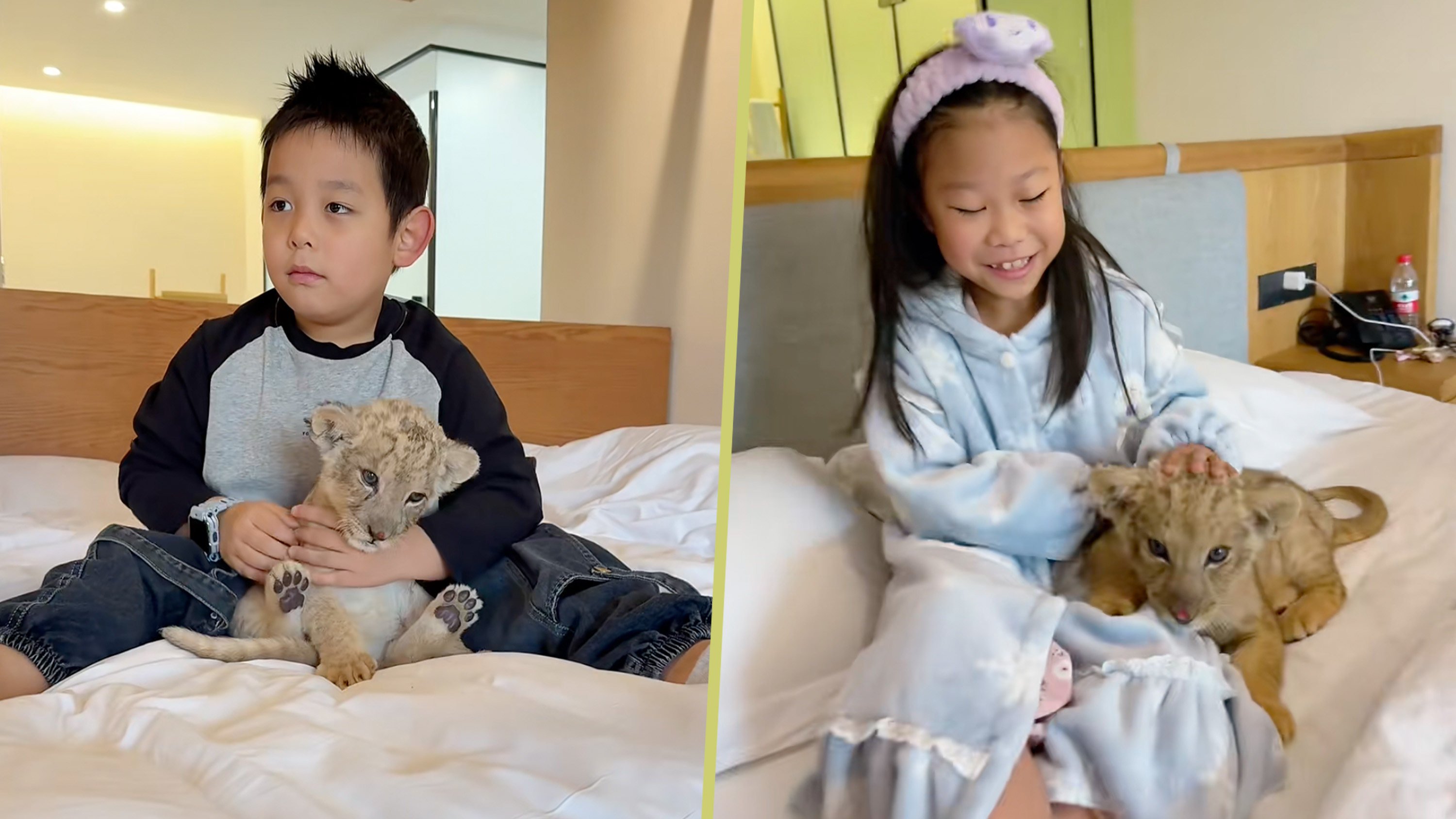 A hotel in Jiangsu offers a unique morning call service which features a lion cub, allowing guests to interact with the animal for seven minutes. Photo: SCMP composite/RedNote
