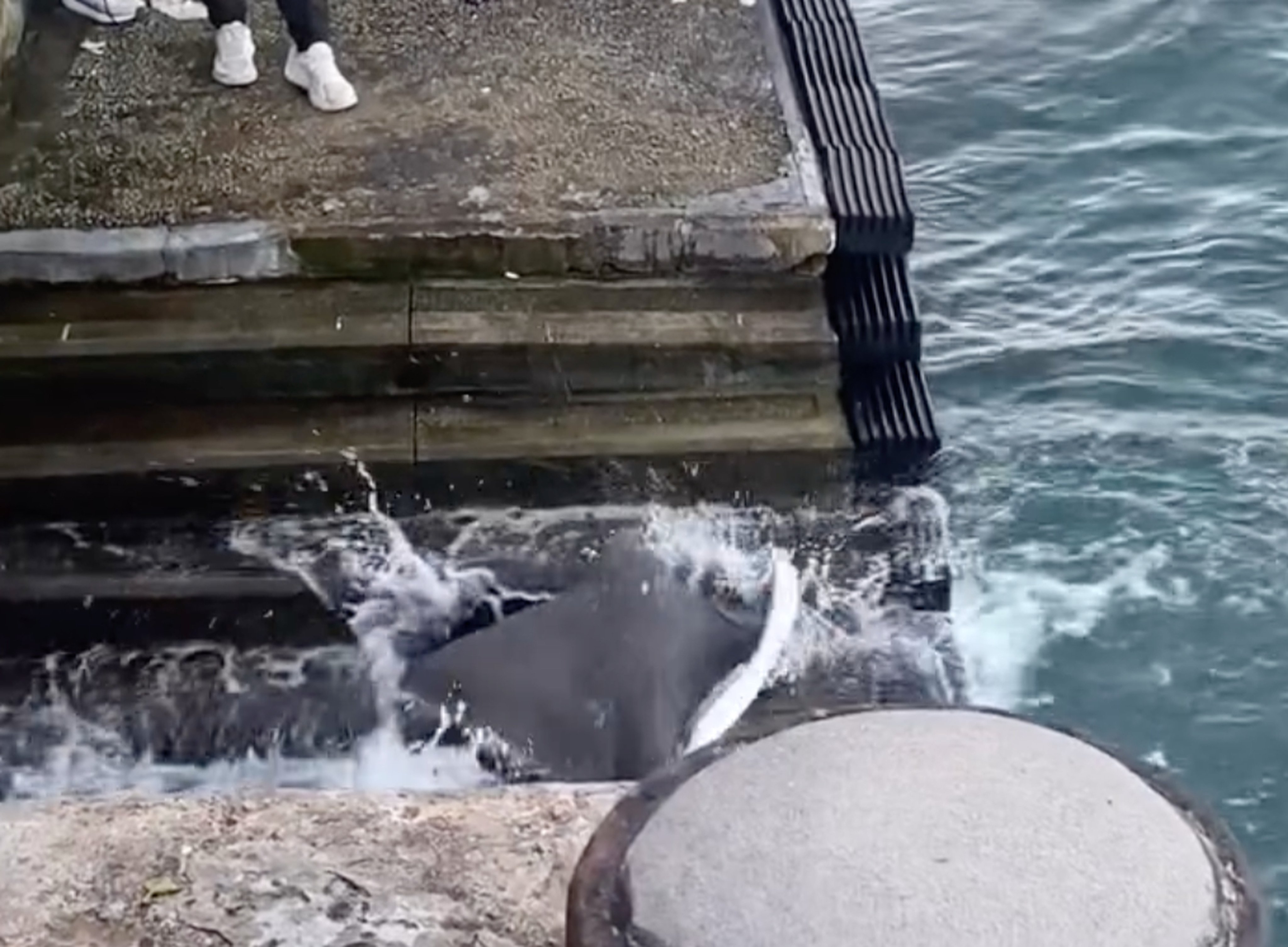 The stingray caught in Victoria Harbour earlier this week has been identified as an endangered species. Photo: Handout