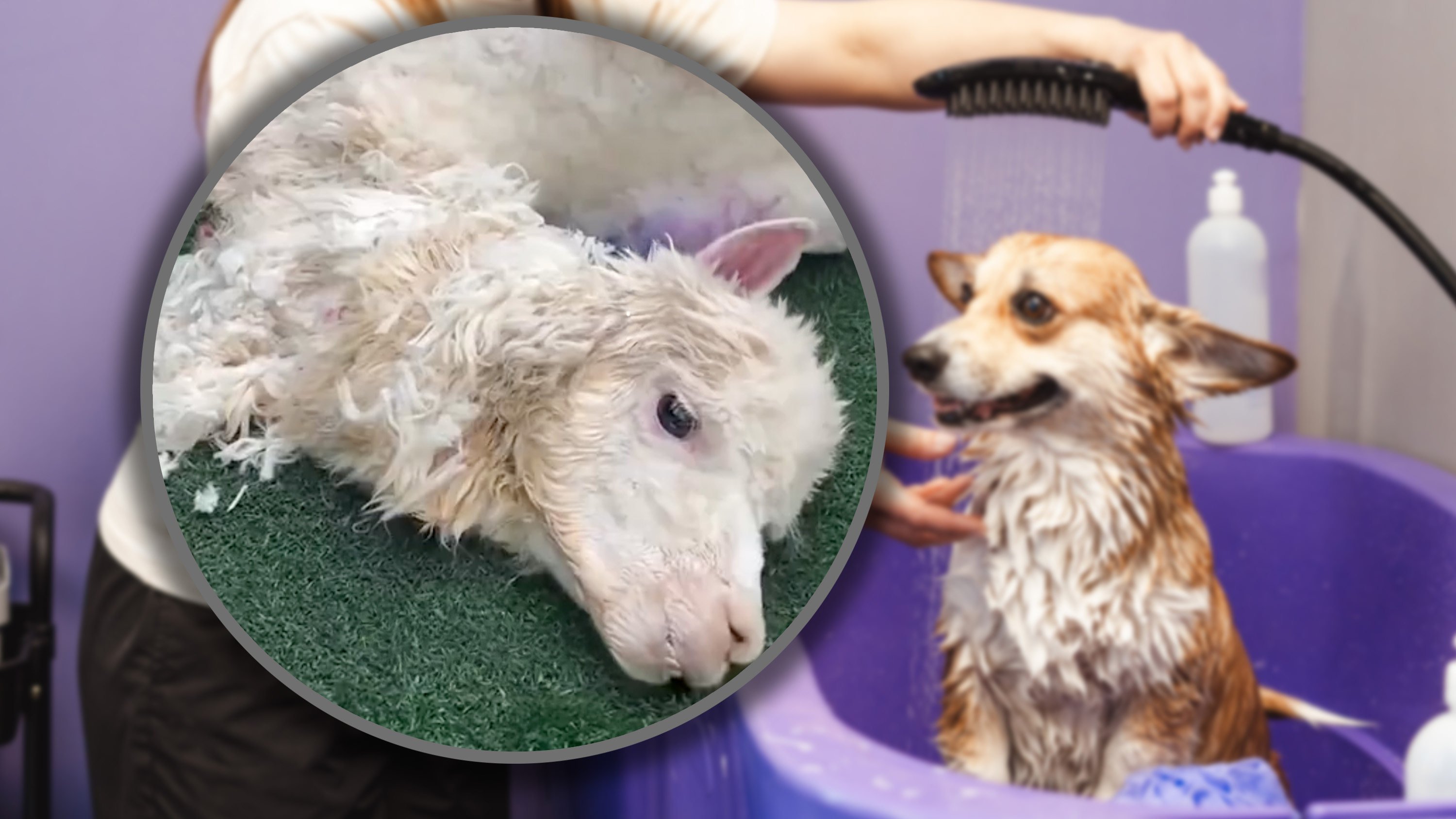 A Chinese woman took her pet alpaca to a pet shop for grooming, but due to the negligence of an employee the animal’s fur was not properly dried, leading to its death from hypothermia. Photo: SCMP composite/Shutterstock/Douyin