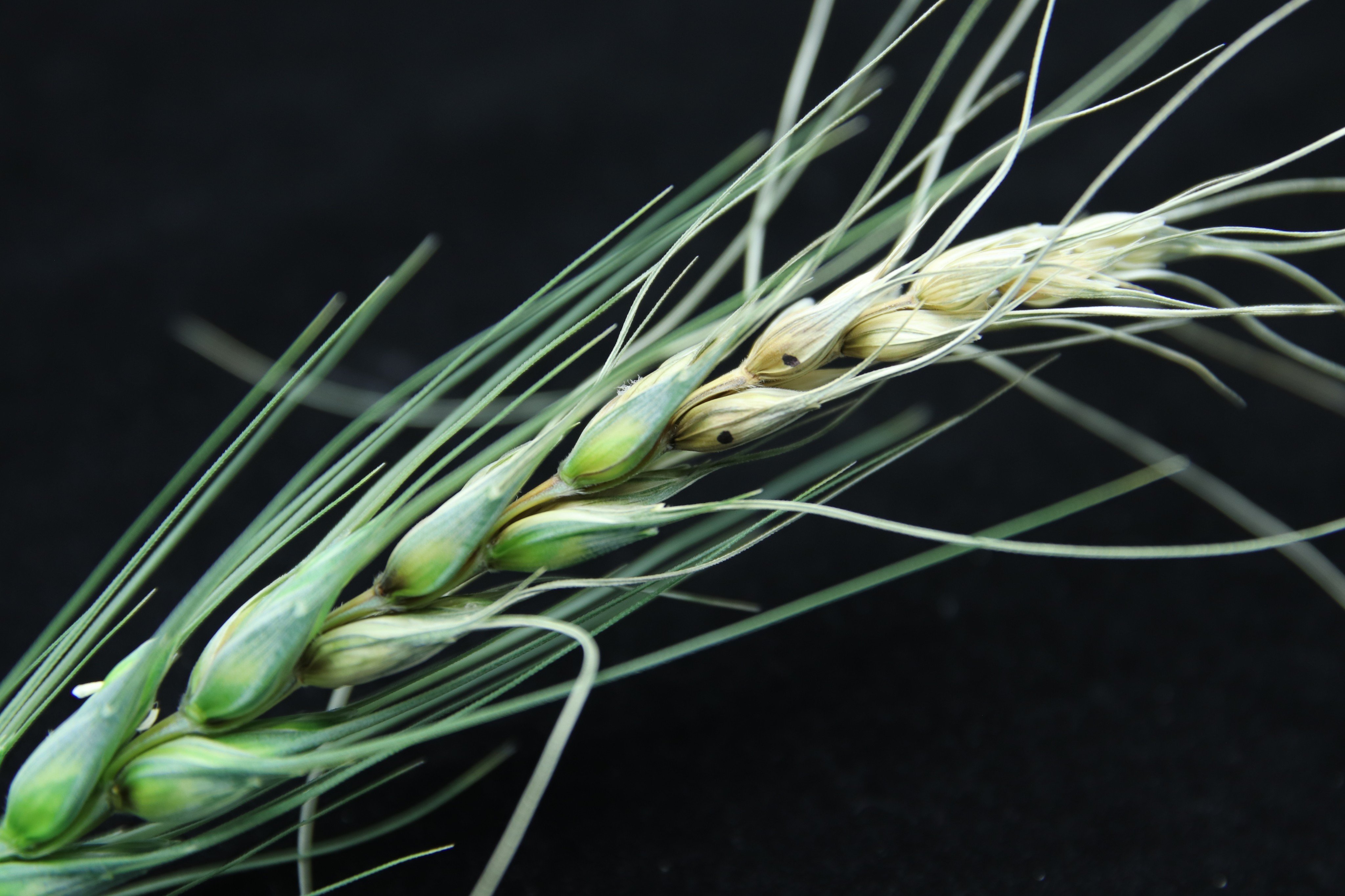 A Fusarium graminearum infection on wheat heads spreads from one flower to another. Photo: Shutterstock