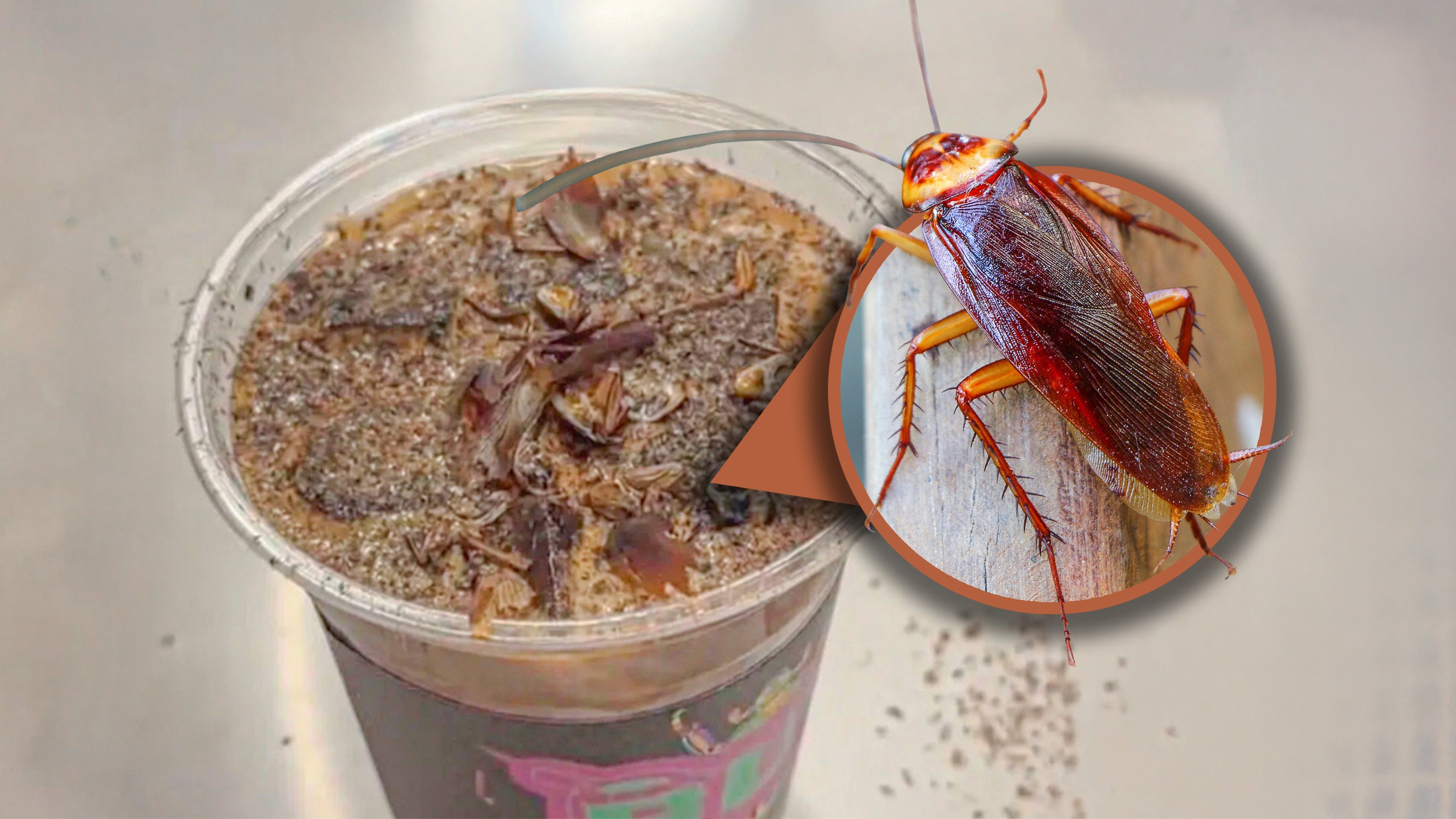 An insect museum in China has introduced a unique coffee brew made from cockroach powder and dried yellow mealworms. Photo: SCMP composite/Shutterstock/RedNote