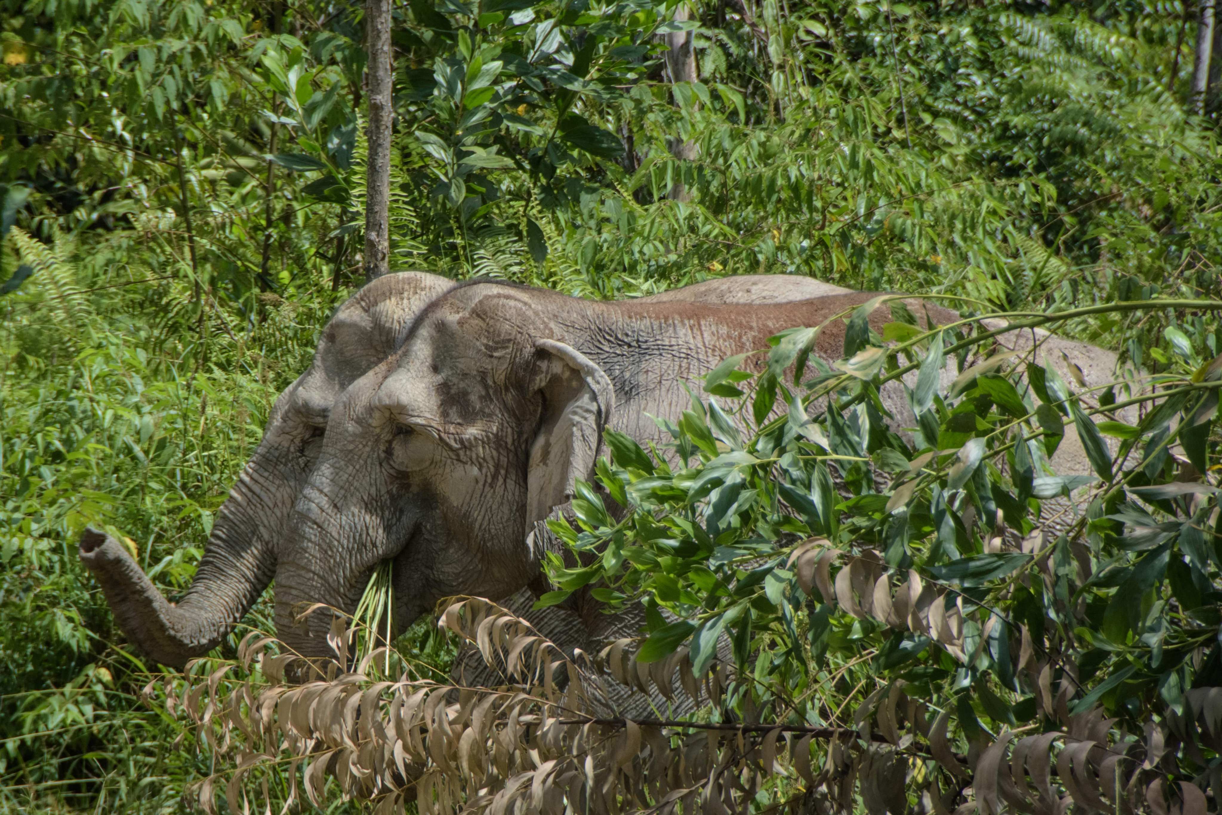 A tragic elephant attack in Indonesia highlights the escalating human-wildlife conflict. Photo: AFP