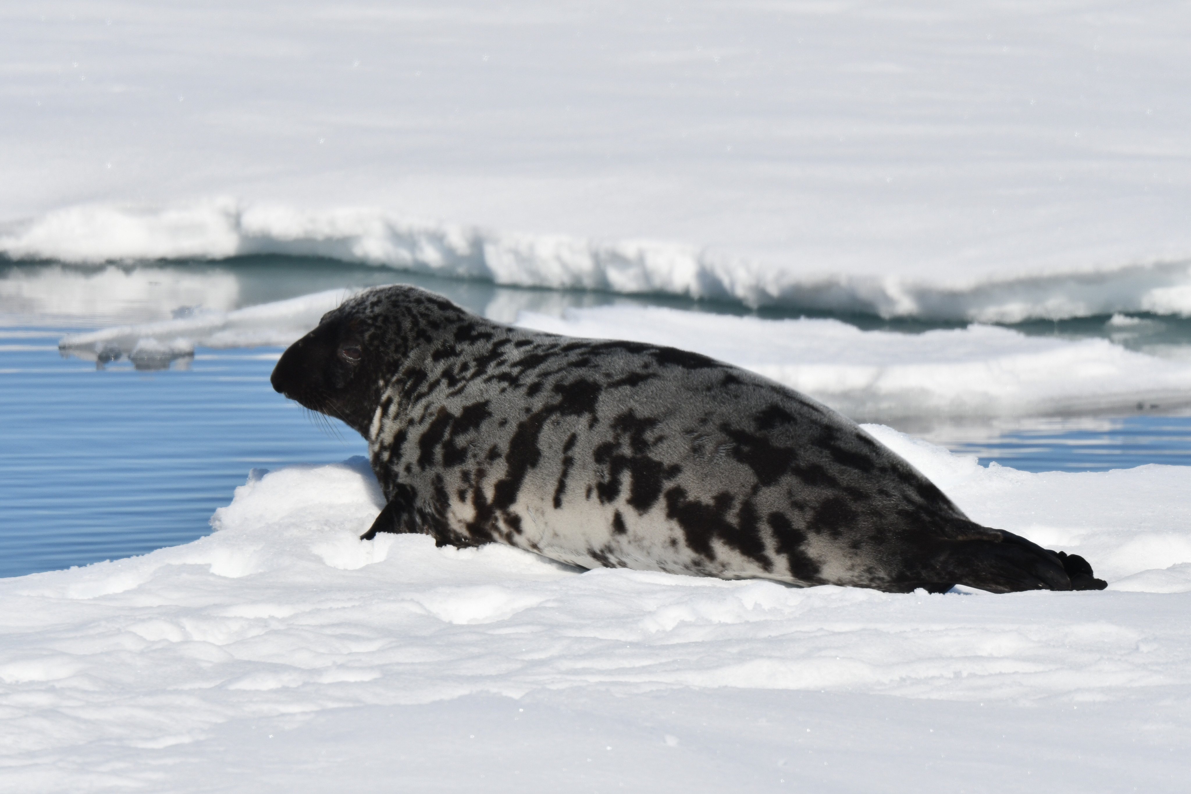 The International Union for Conservation of Nature recently updated the status of the hooded seal from “vulnerable” to “endangered”. Photo: Shutterstock