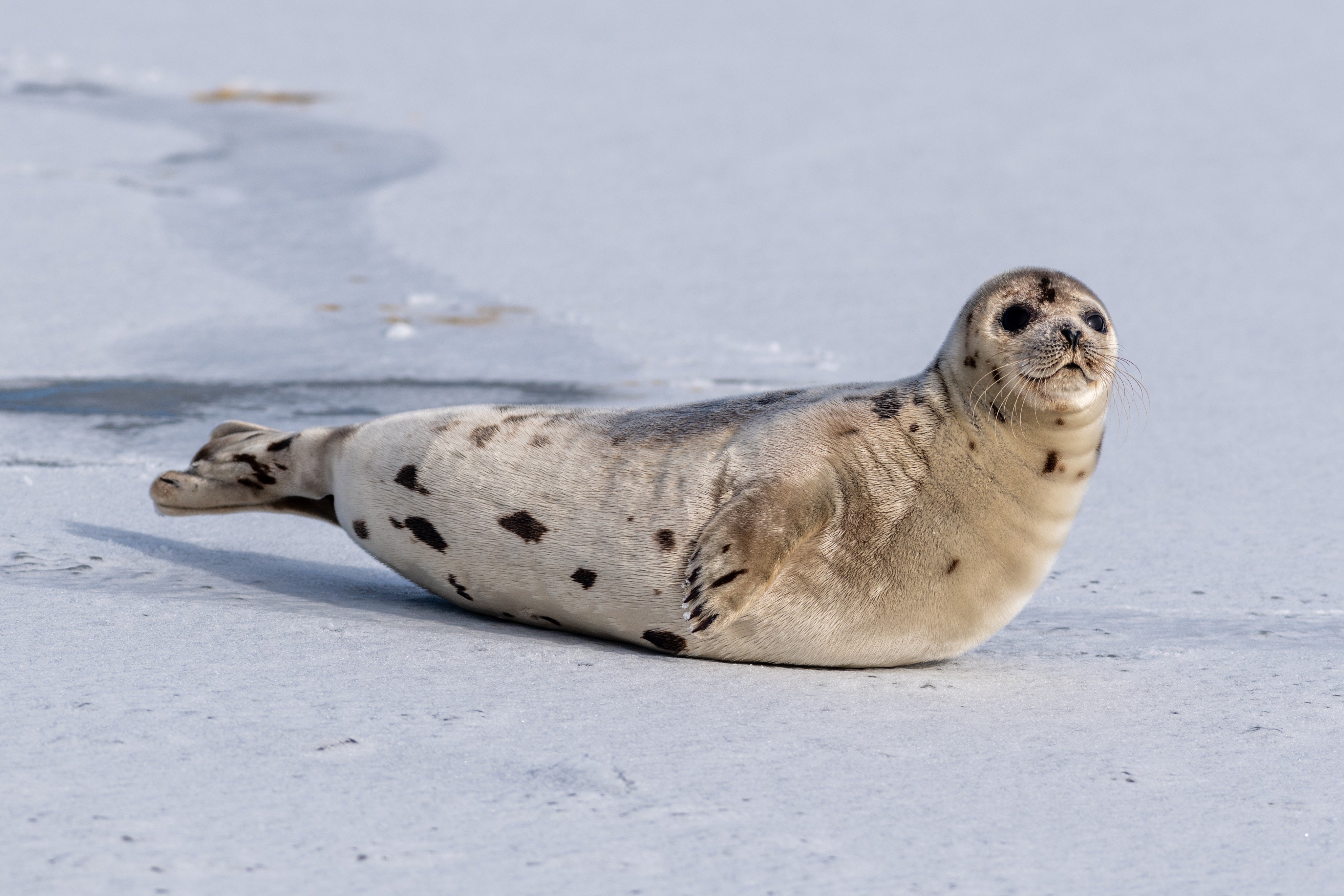 The International Union for Conservation of Nature updated the status of the harp seal to “near threatened” as climate change continues threating animal populations. Photo: Shutterstock