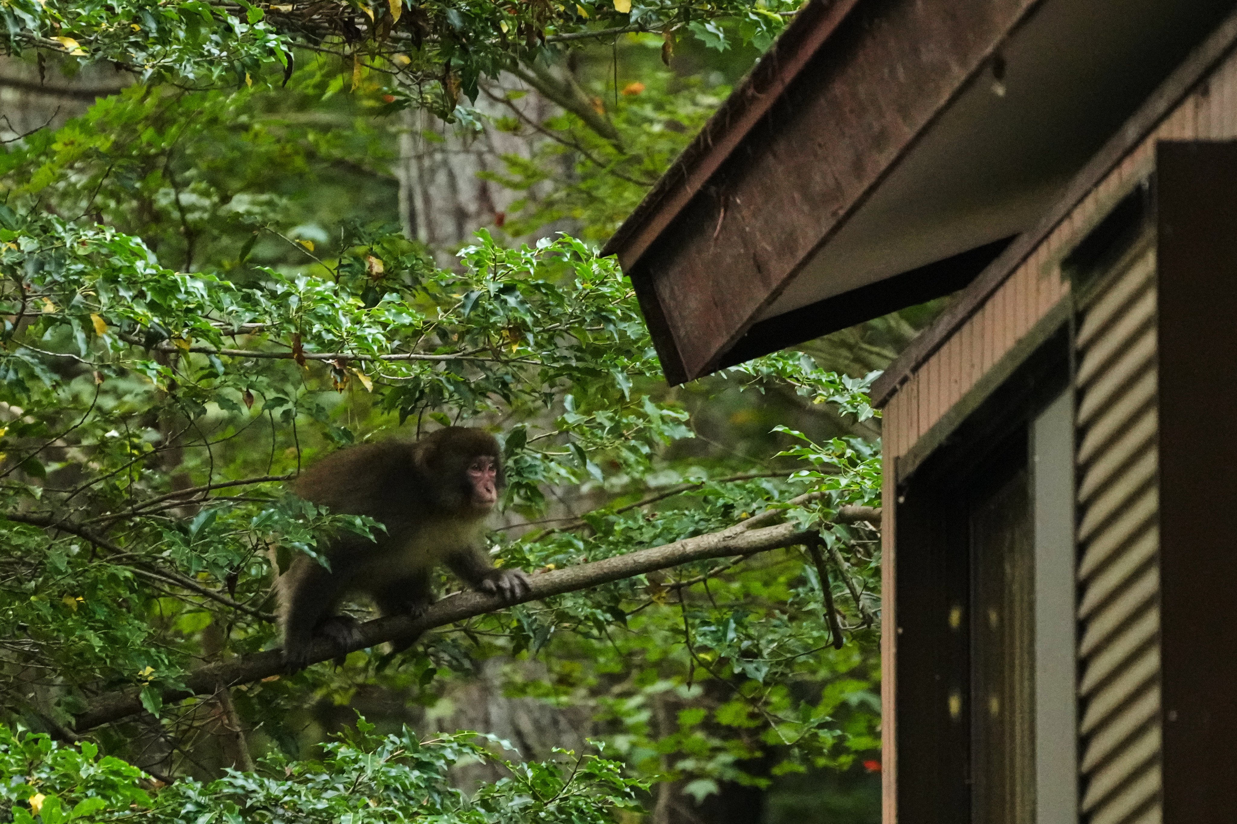 A monkey moves towards the roof of a house in Azumino, central Japan, last month. Photo: AP