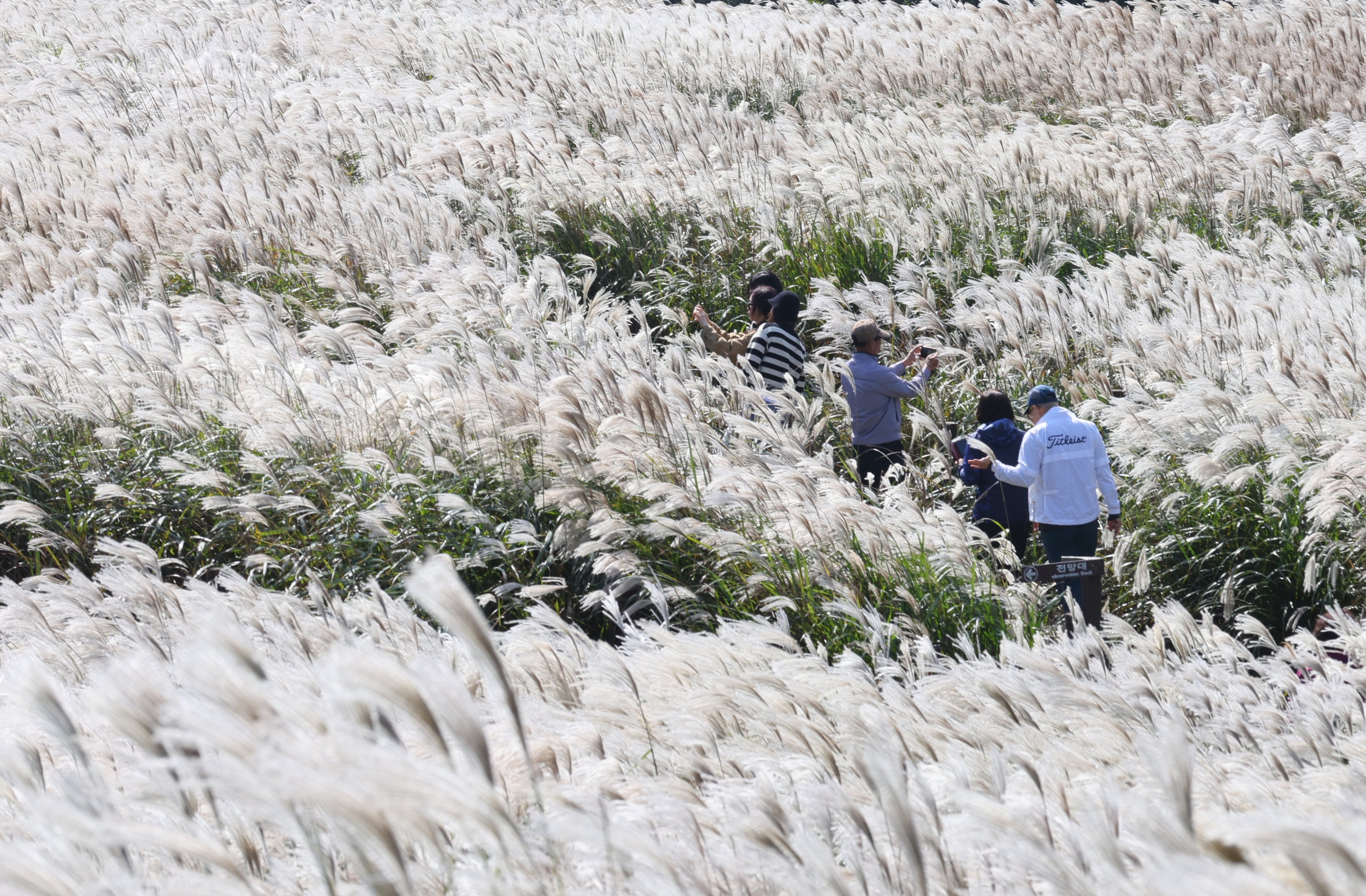 Tourists stroll through a field of silver grass on Jeju Island, South Korea. Photo: EPA/Yonhap