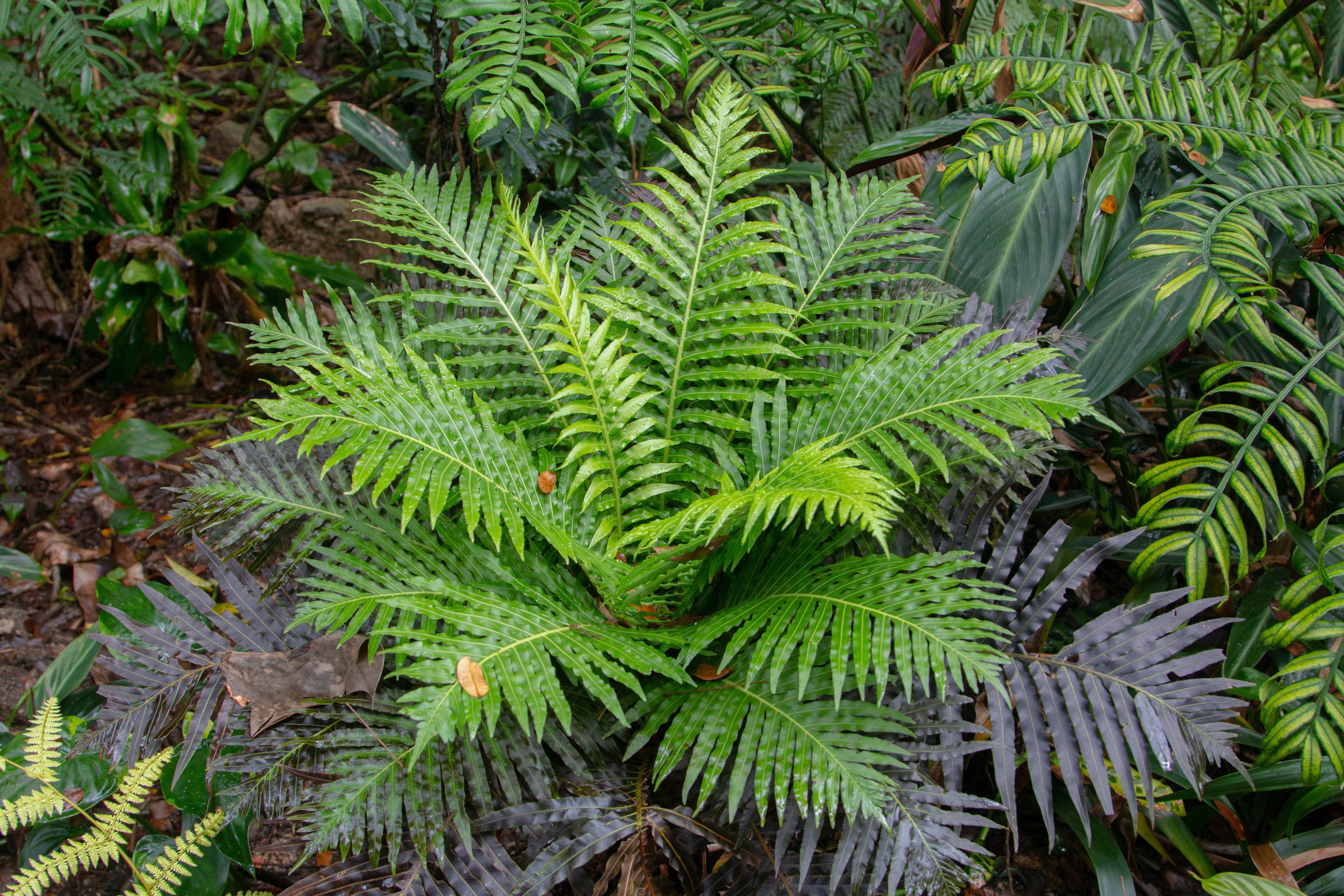 Chinese scientists have recovered a naturally formed mineral with rare earth elements from the Blemchnum orientale fern, offering a potential for phytomining, according to the team. Photo: Shutterstock