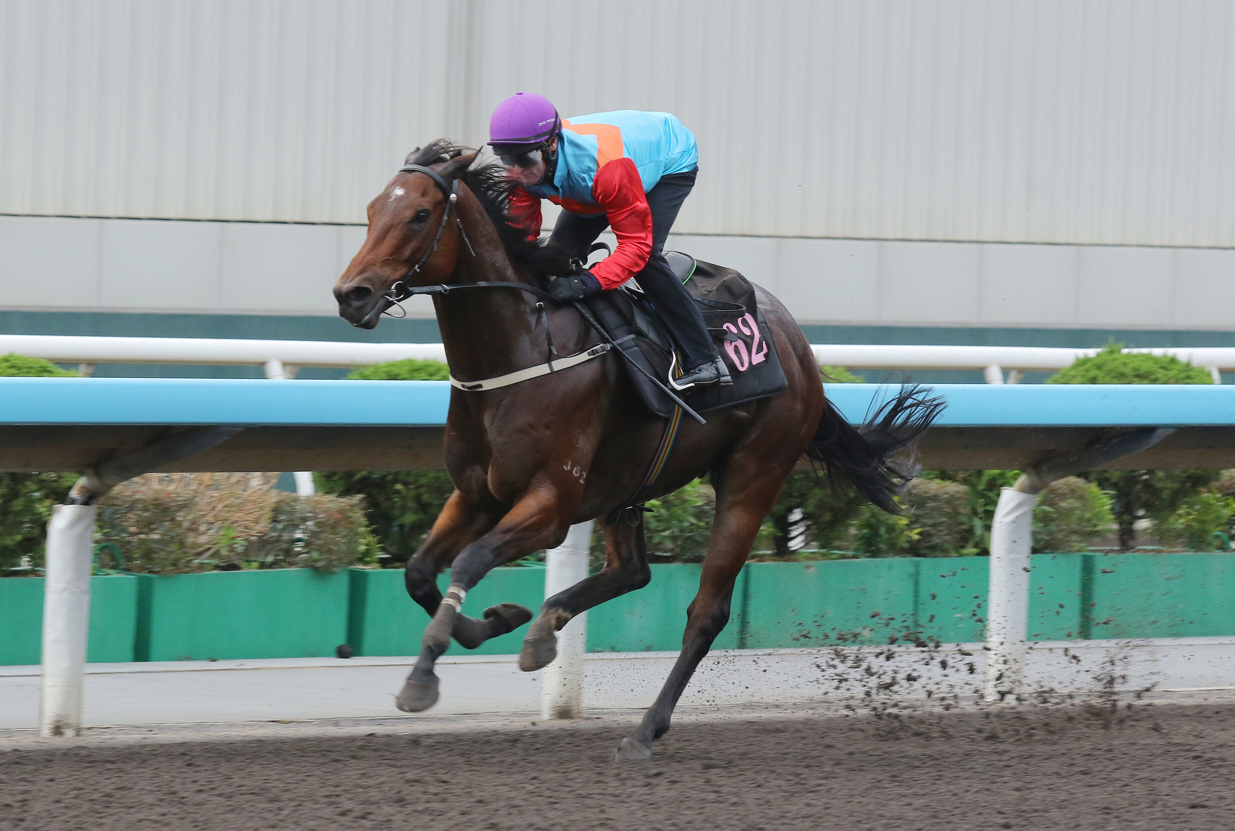 Ka Ying Rising is fighting fit ahead of next weekend’s Group Two Jockey Club Sprint (1,200m). Photos: Kenneth Chan