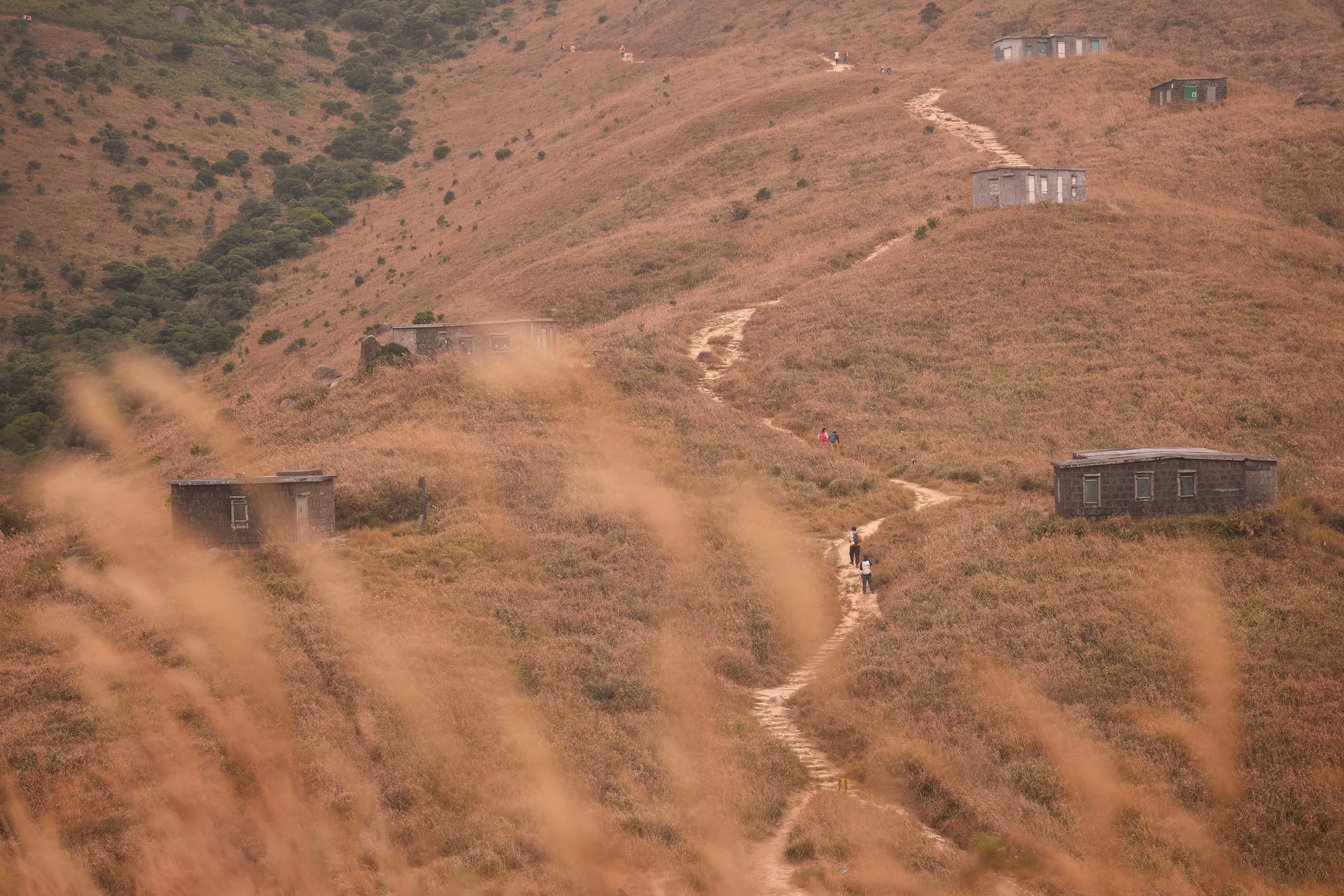 Hikers walk along the trail on Lantau’s Sunset Peak amid a sea of silvergrass in 2024. Photo: Elson Li