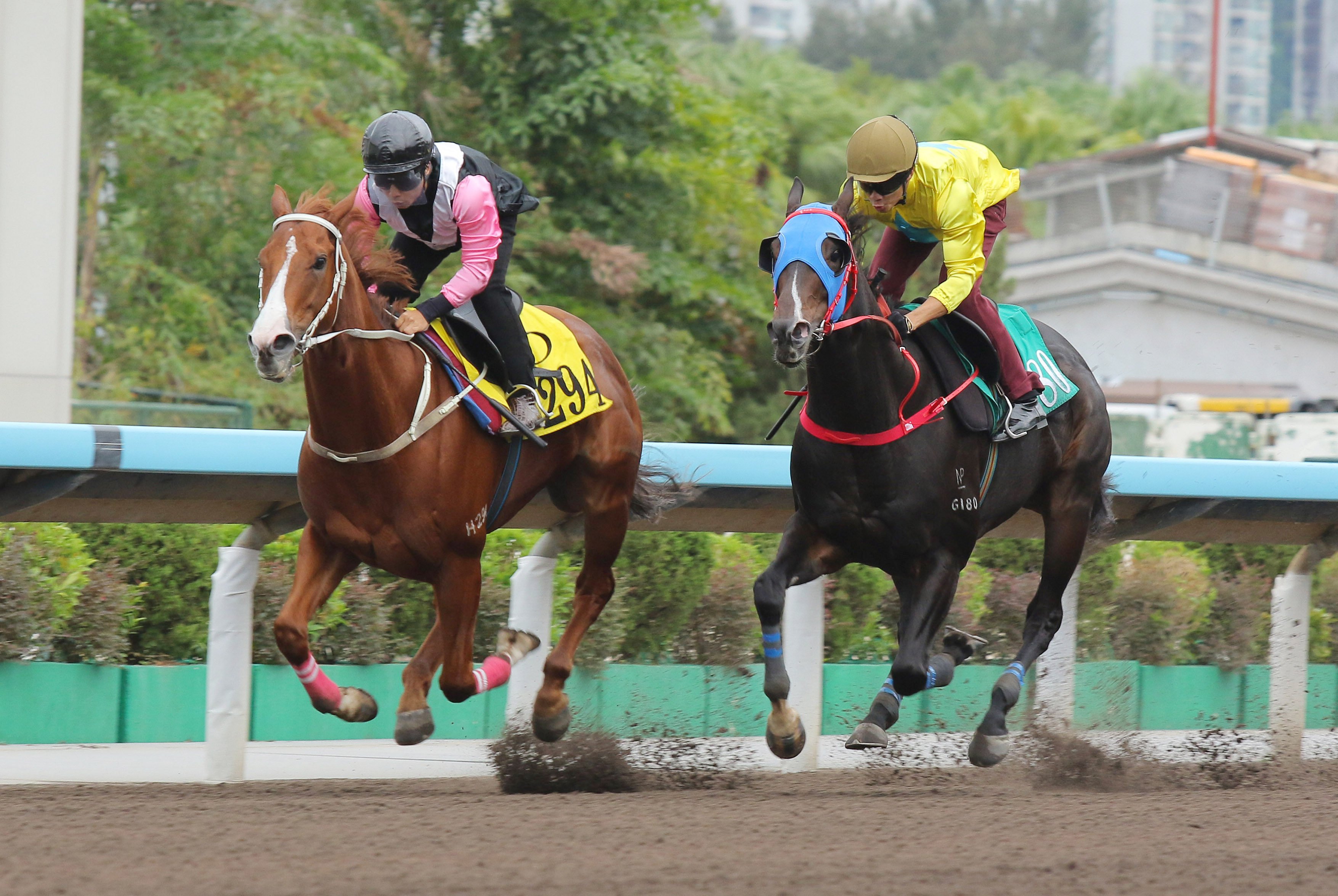 Lucky Sweynesse (right) finishes second to Beauty Waves in a dirt trial last week. Photos: Kenneth Chan