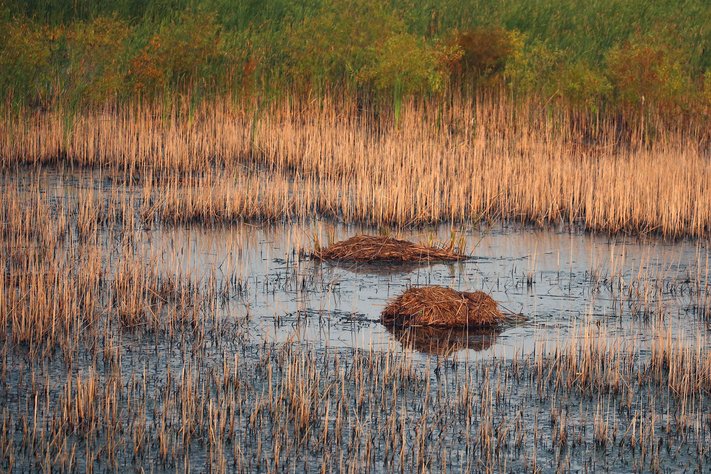 Muskrats create areas in wetlands where other plants can grow. Photo: TNS