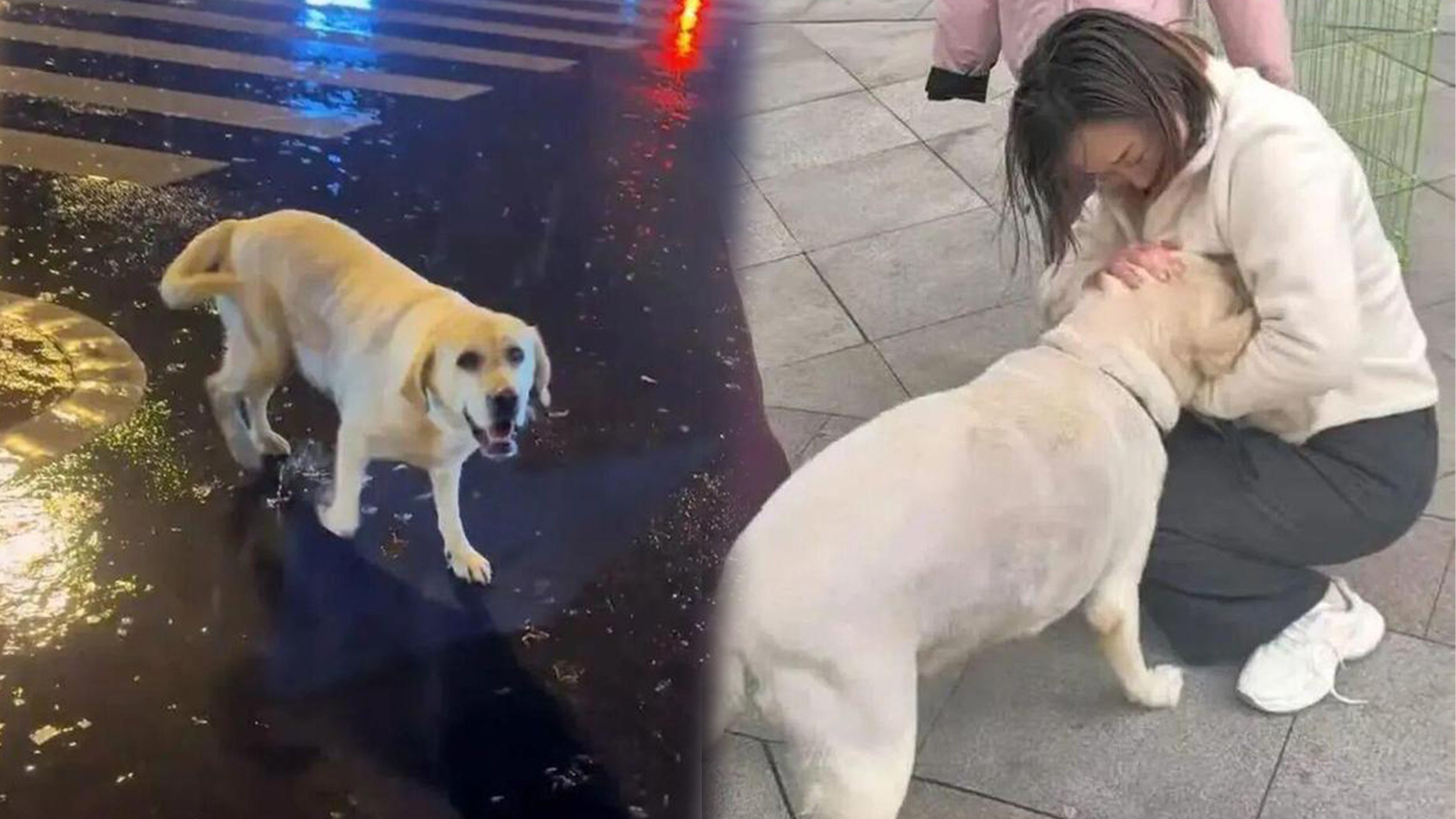 A Labrador in China which wandered off in August has been found in November, 1,500 kilometers away from home. Photo: SCMP composite/163.com