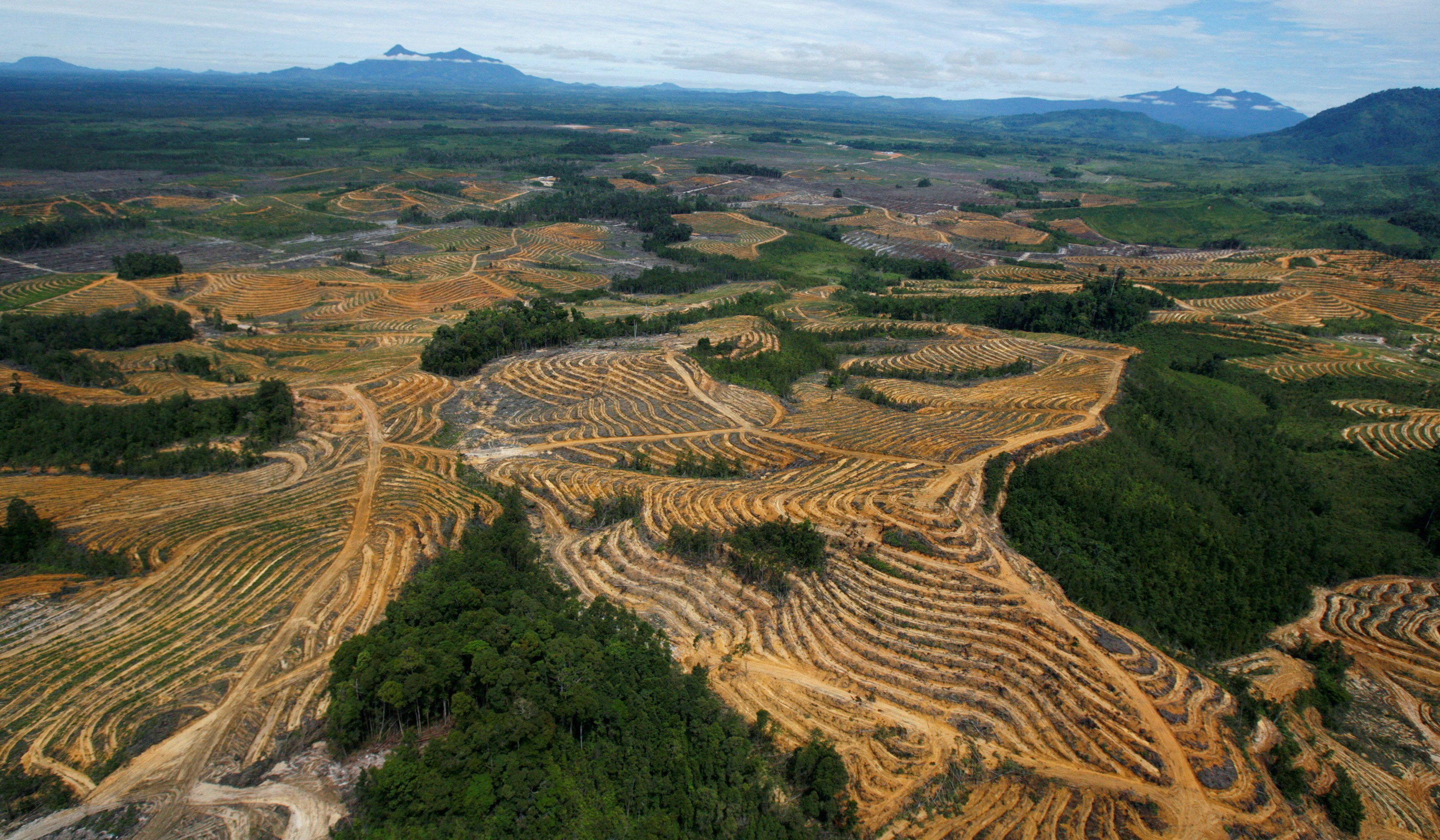 An aerial view of a cleared forest area under development for palm oil plantations in Kapuas Hulu district of Indonesia’s West Kalimantan province. Photo: Reuters